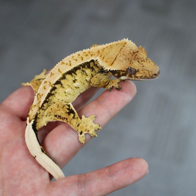 Normal Tri Extreme Harlequin Lazy