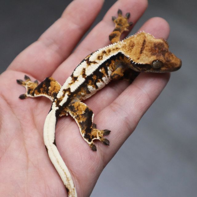 White Pin Tri Extreme Harlequin Normal