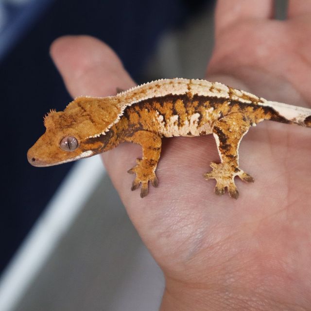 Tangerine Tri Extreme Harlequin White Porthole White Spot Normal