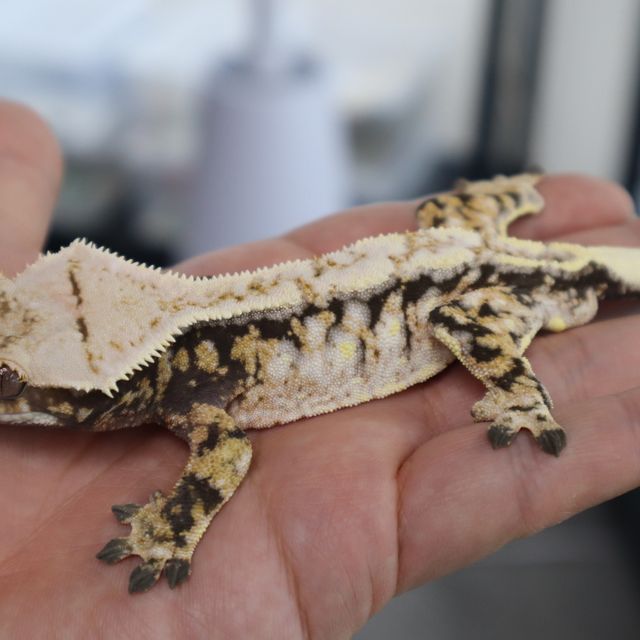 Extreme Harlequin Drippy White Spot Normal Tri