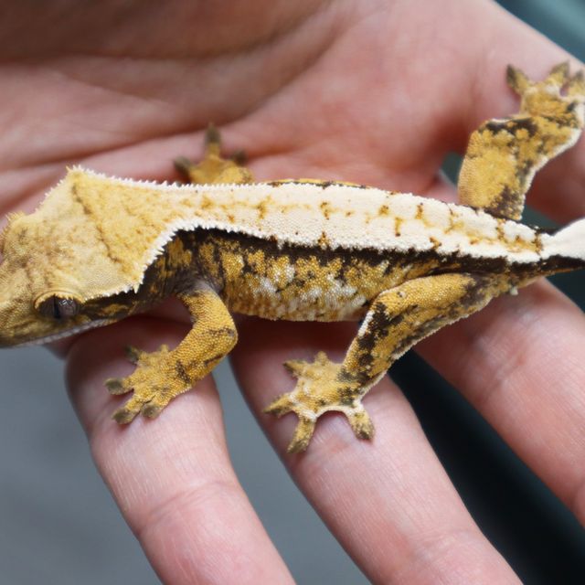 Normal Extreme Harlequin Tri White Spot White Pin