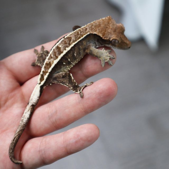 Tri Cappuccino White Pin