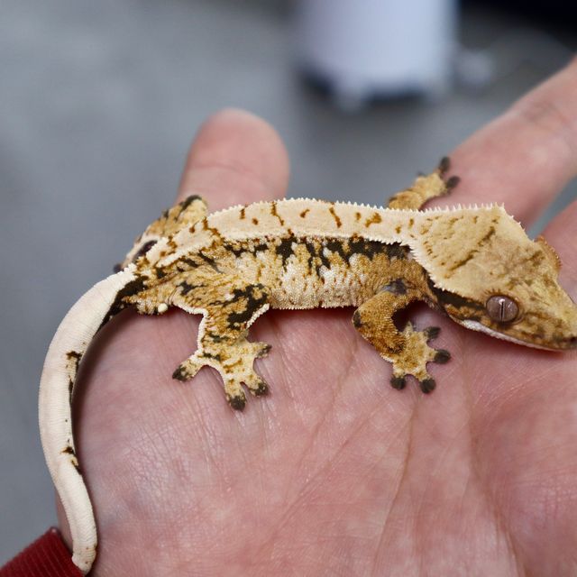 Extreme Harlequin Tri Normal Drippy White Spot