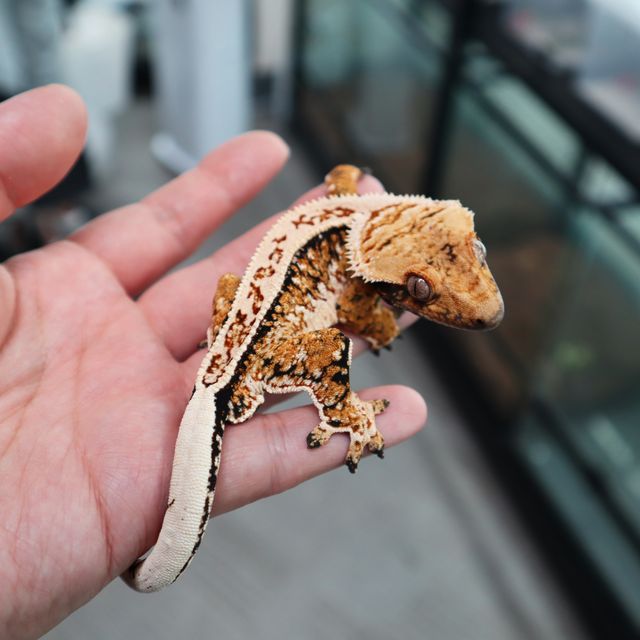 Tri Extreme Harlequin