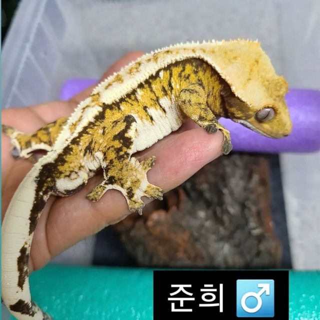 Tri Extreme Harlequin