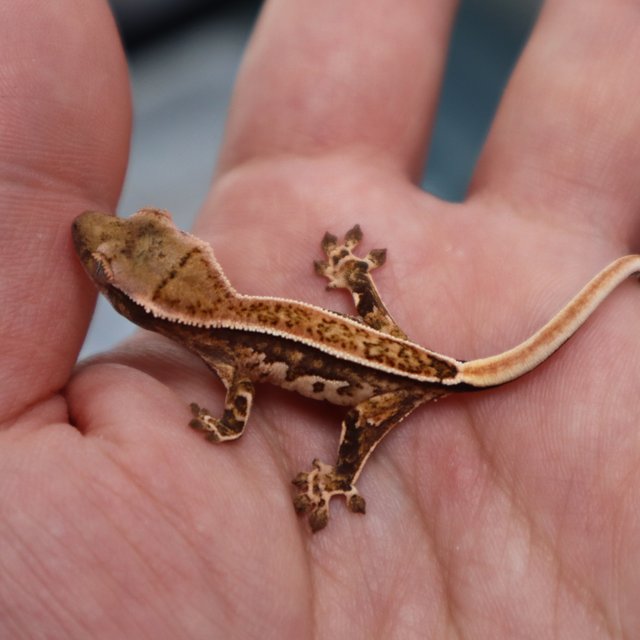 Quad Pinstripe Tri White Pin White Spot Normal