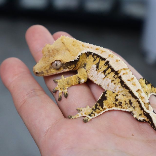 Tri Extreme Harlequin White Spot White Porthole