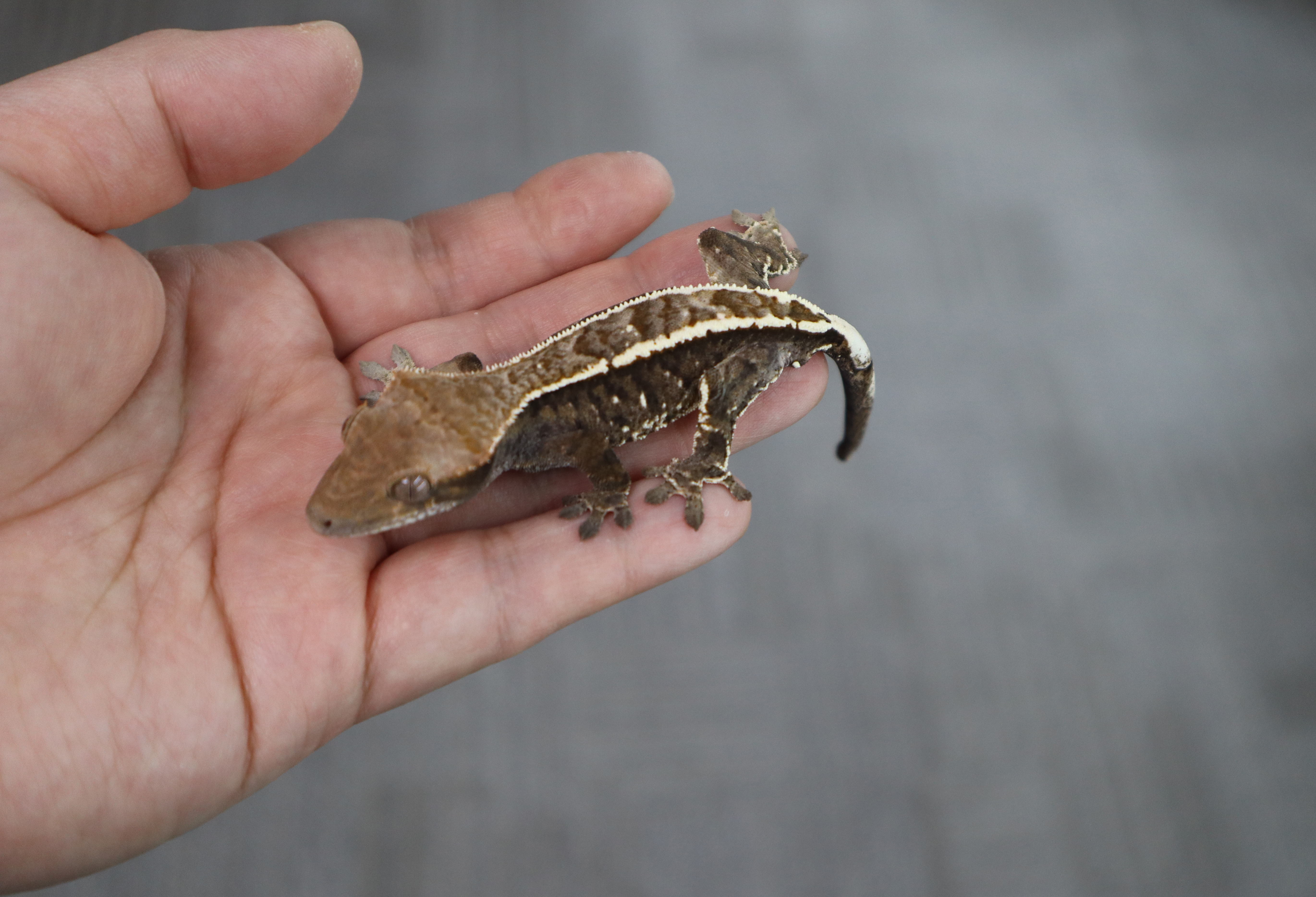 Tri Cappuccino White Pin