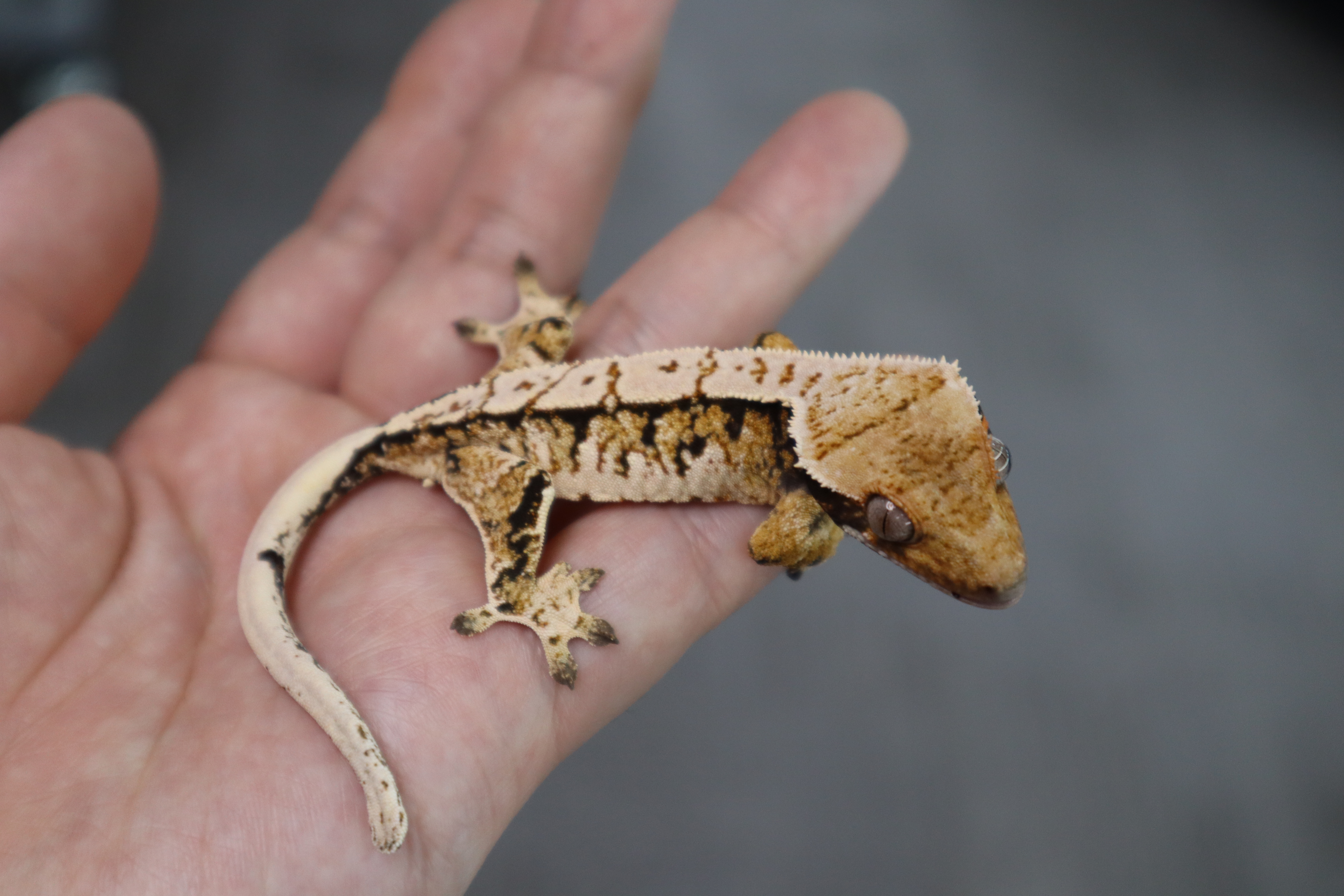 Tri Extreme Harlequin Normal White Spot