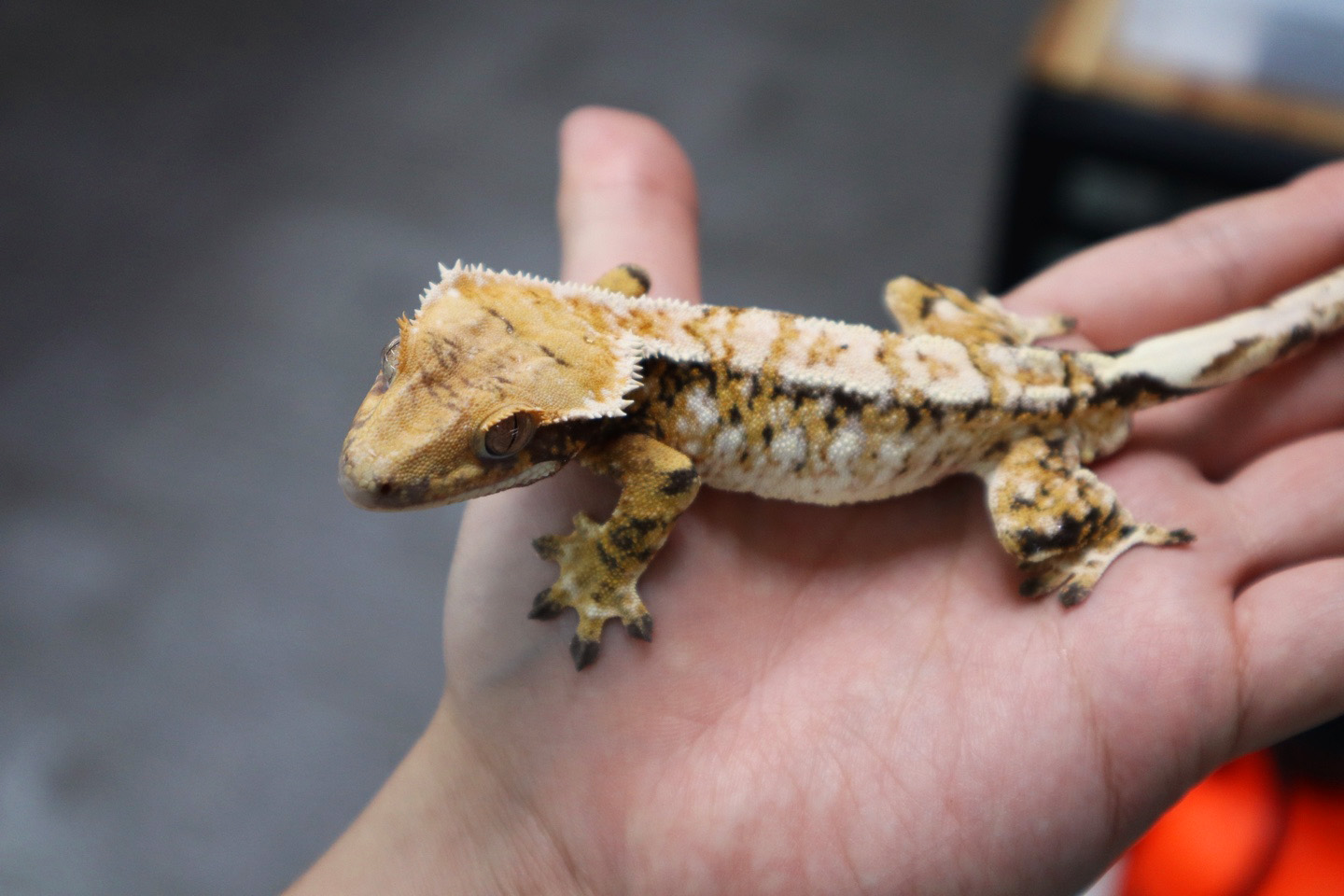 Tangerine Tri Extreme Harlequin White Spot White Porthole