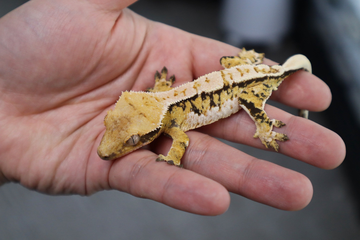 Tri Extreme Harlequin White Spot White Porthole