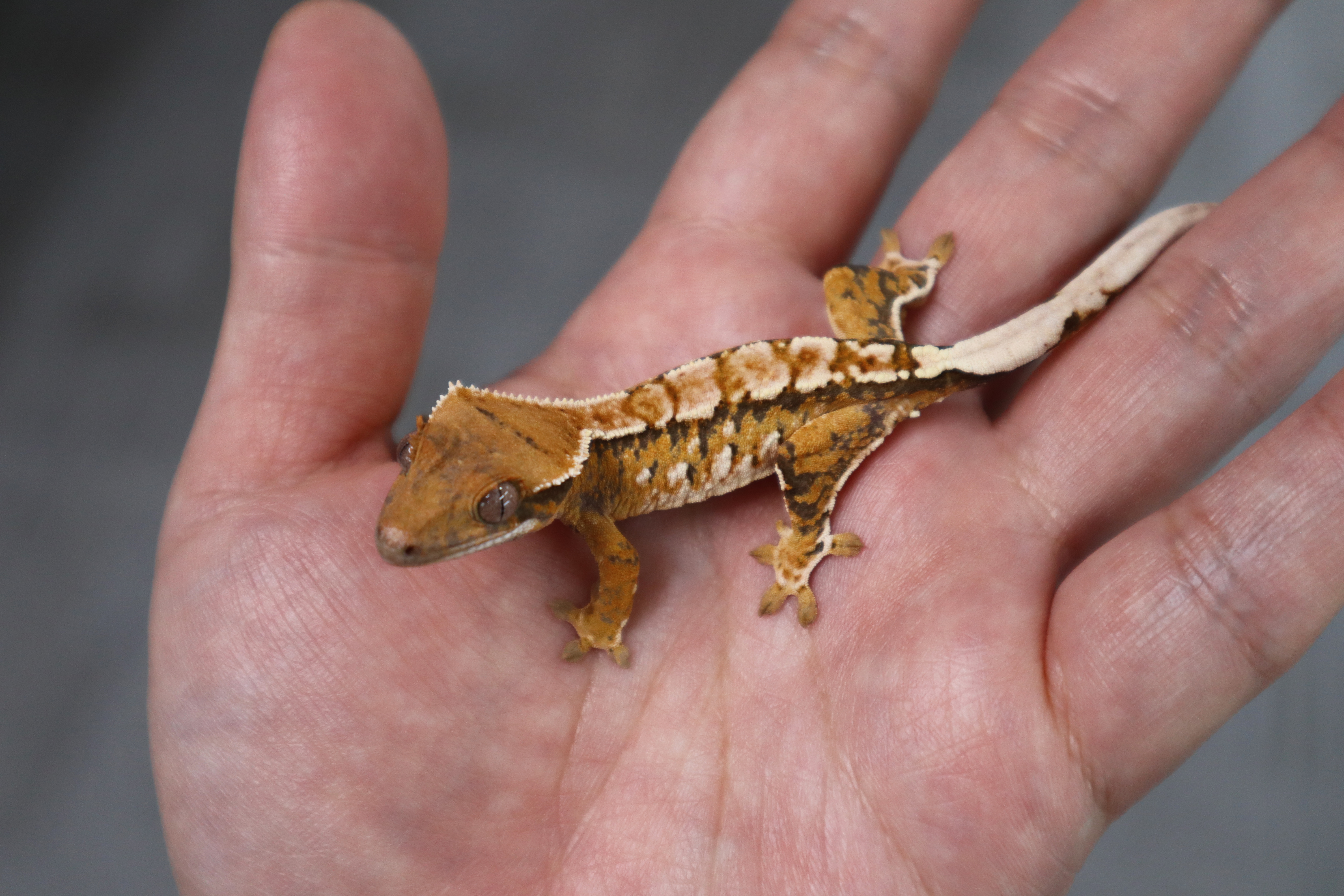 Tangerine Tri Extreme Harlequin White Pin Normal