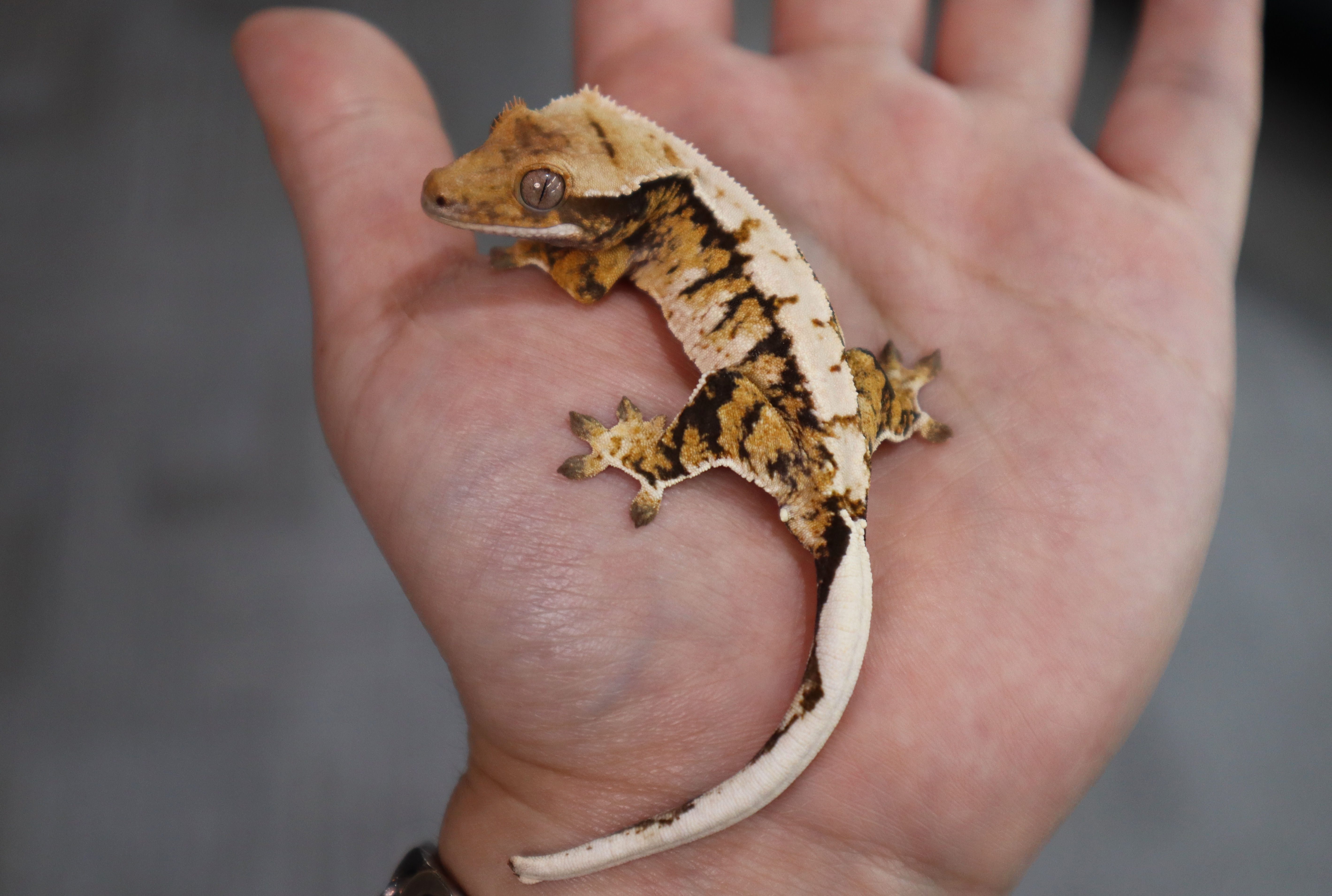 Tri Extreme Harlequin Barb Normal