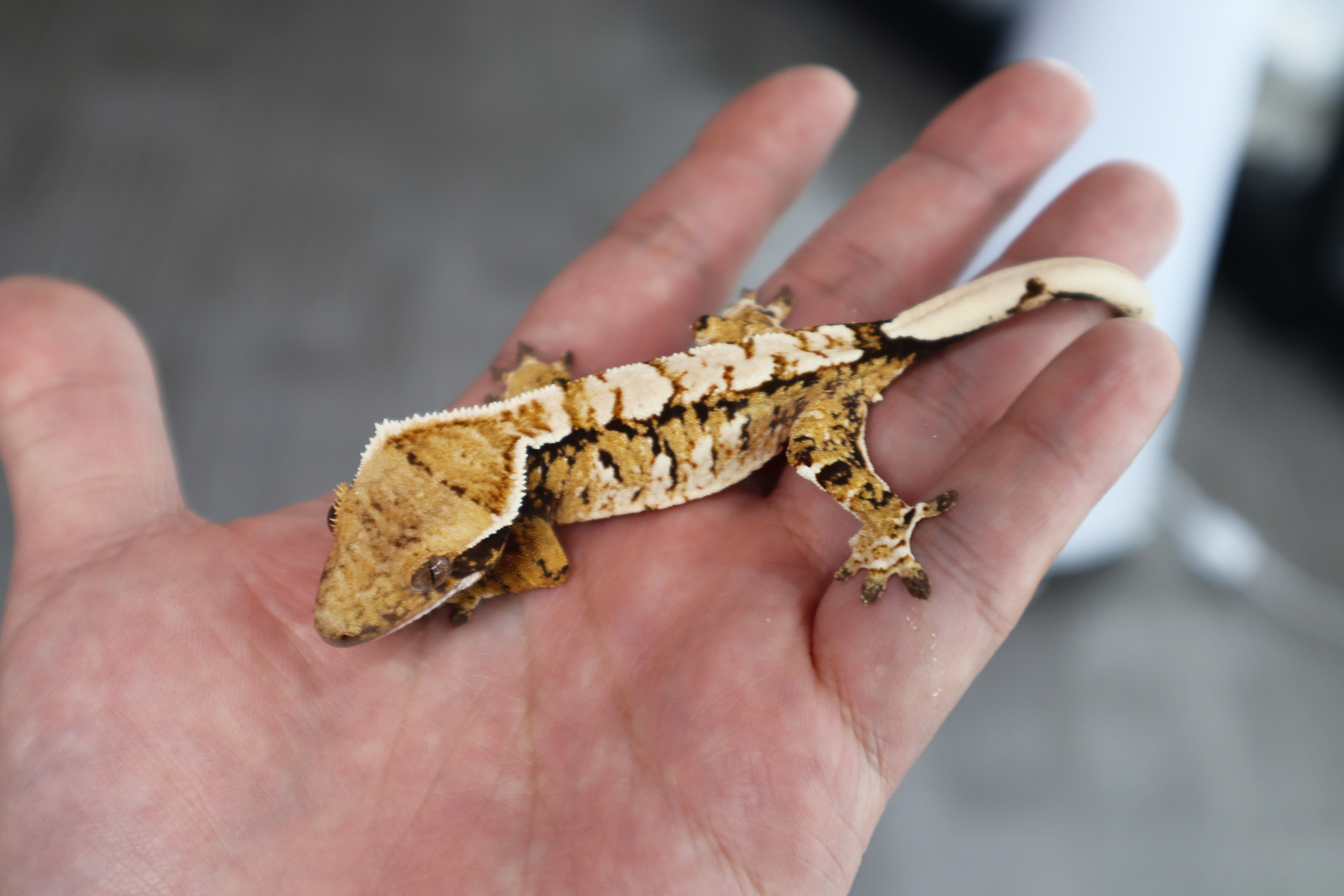 Tri Extreme Harlequin Normal Tangerine White Spot White Pin