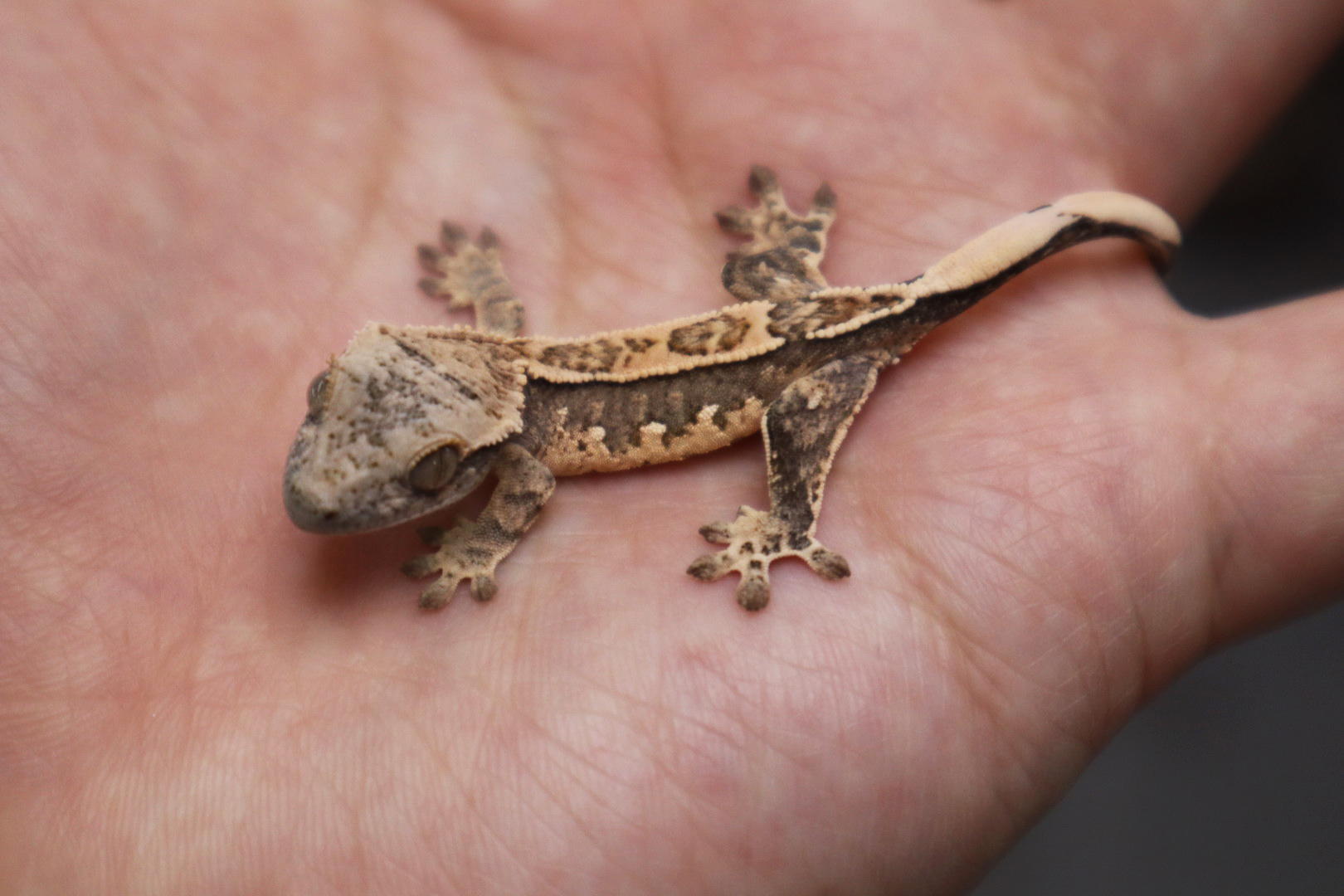 Tri Extreme Harlequin Pinstripe White Spot White Porthole Normal