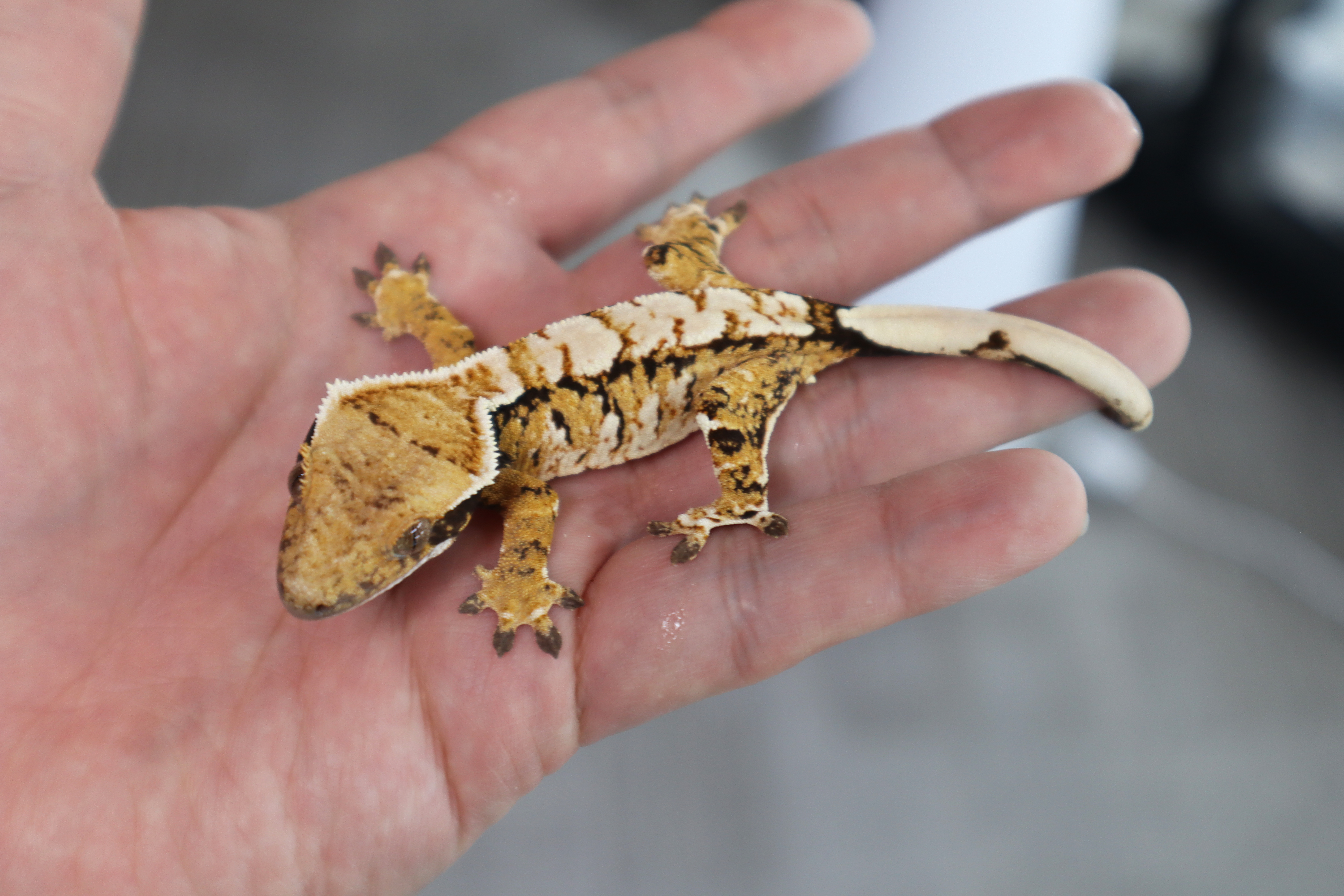 Tri Extreme Harlequin Normal Tangerine White Spot White Pin