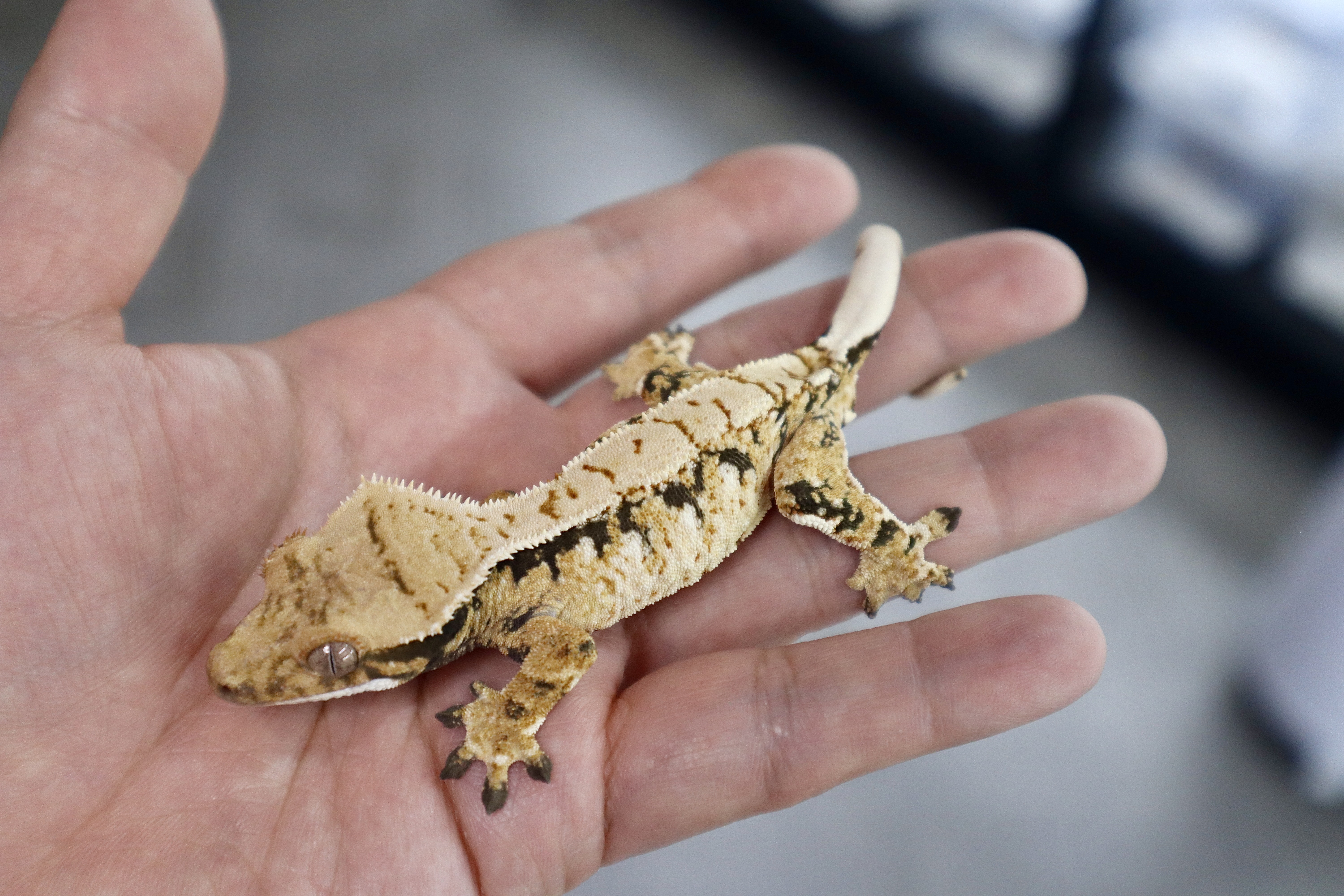 Extreme Harlequin Tri Normal Drippy White Spot