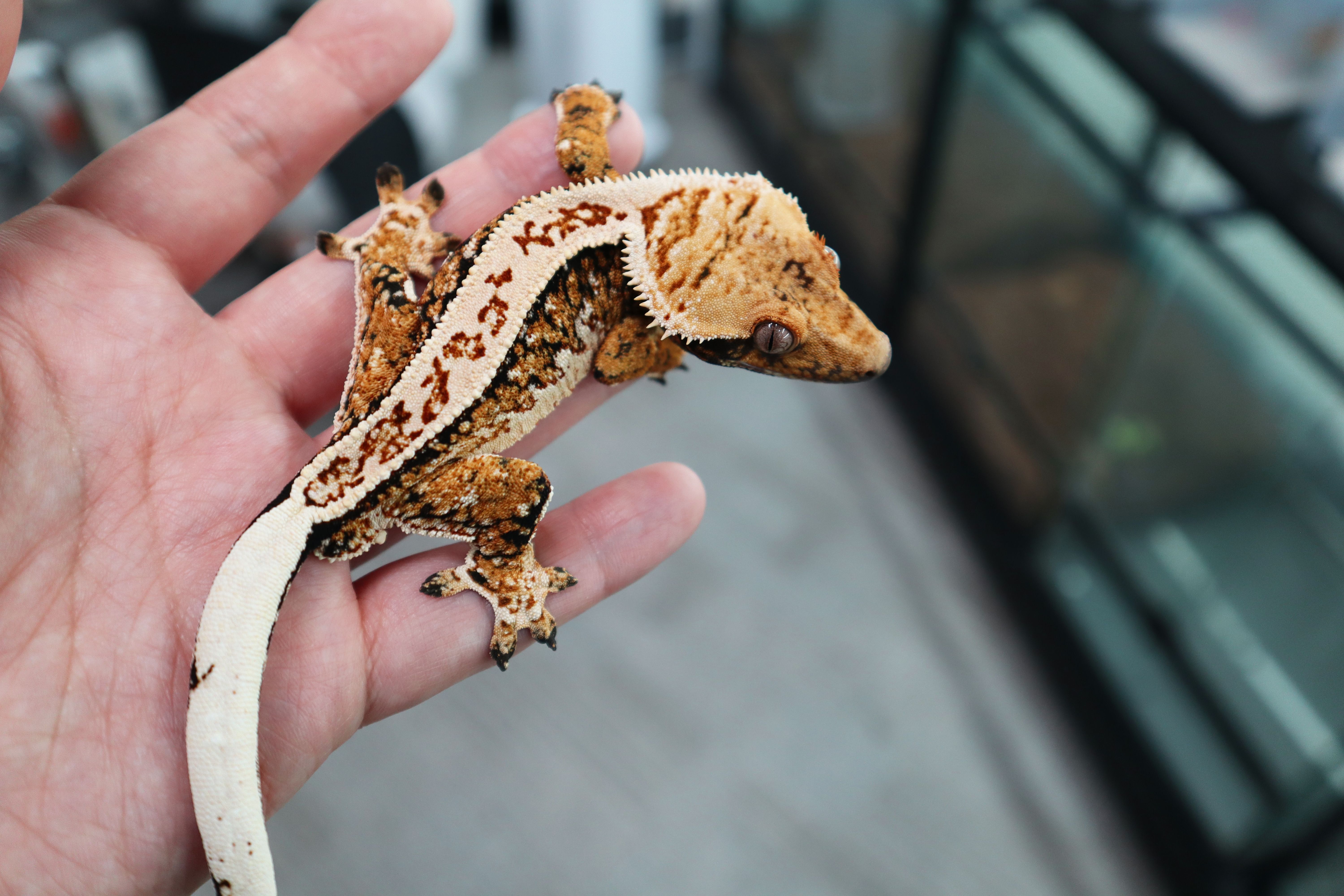 Tri Extreme Harlequin