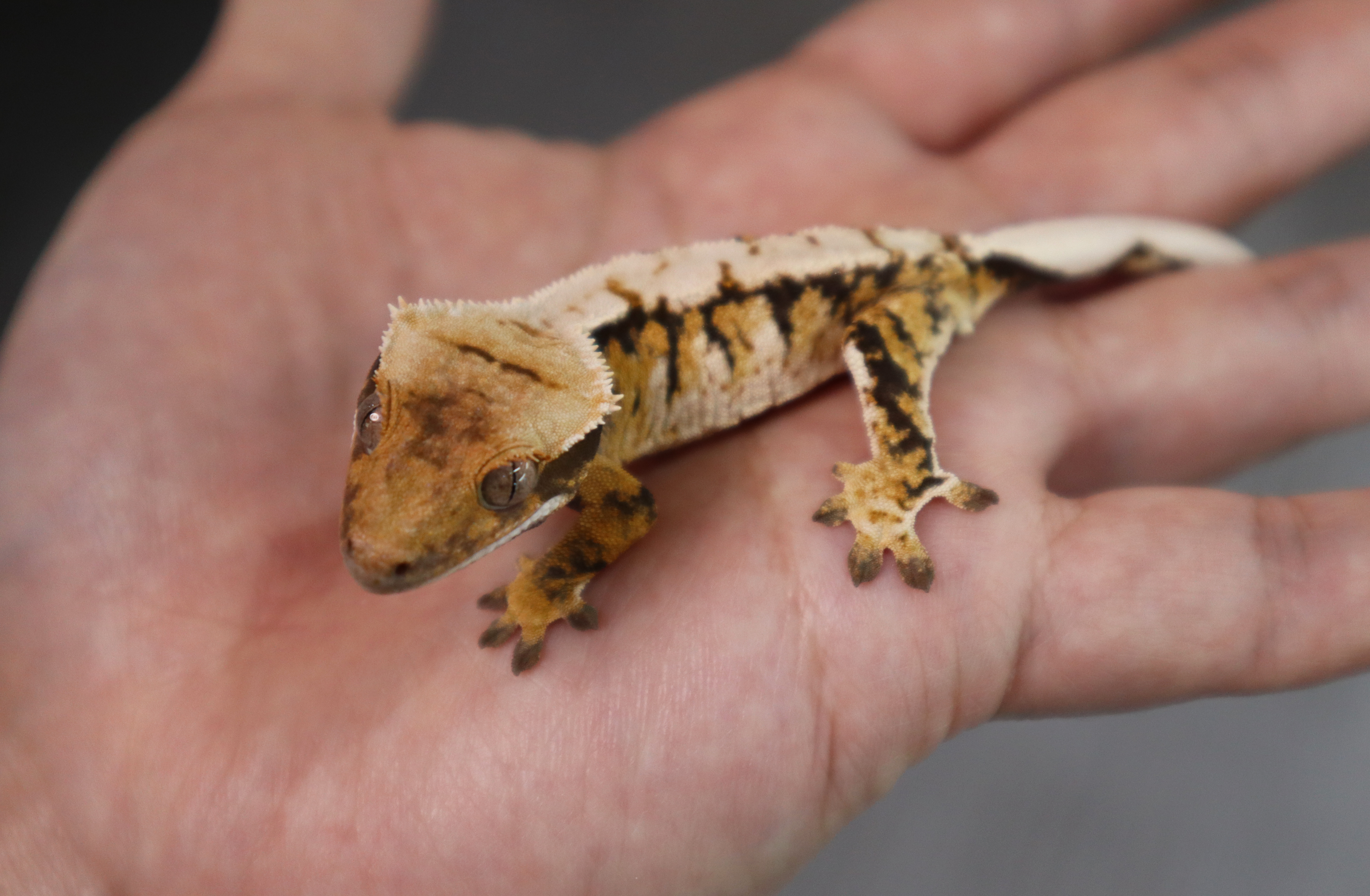 Tri Extreme Harlequin Barb Normal