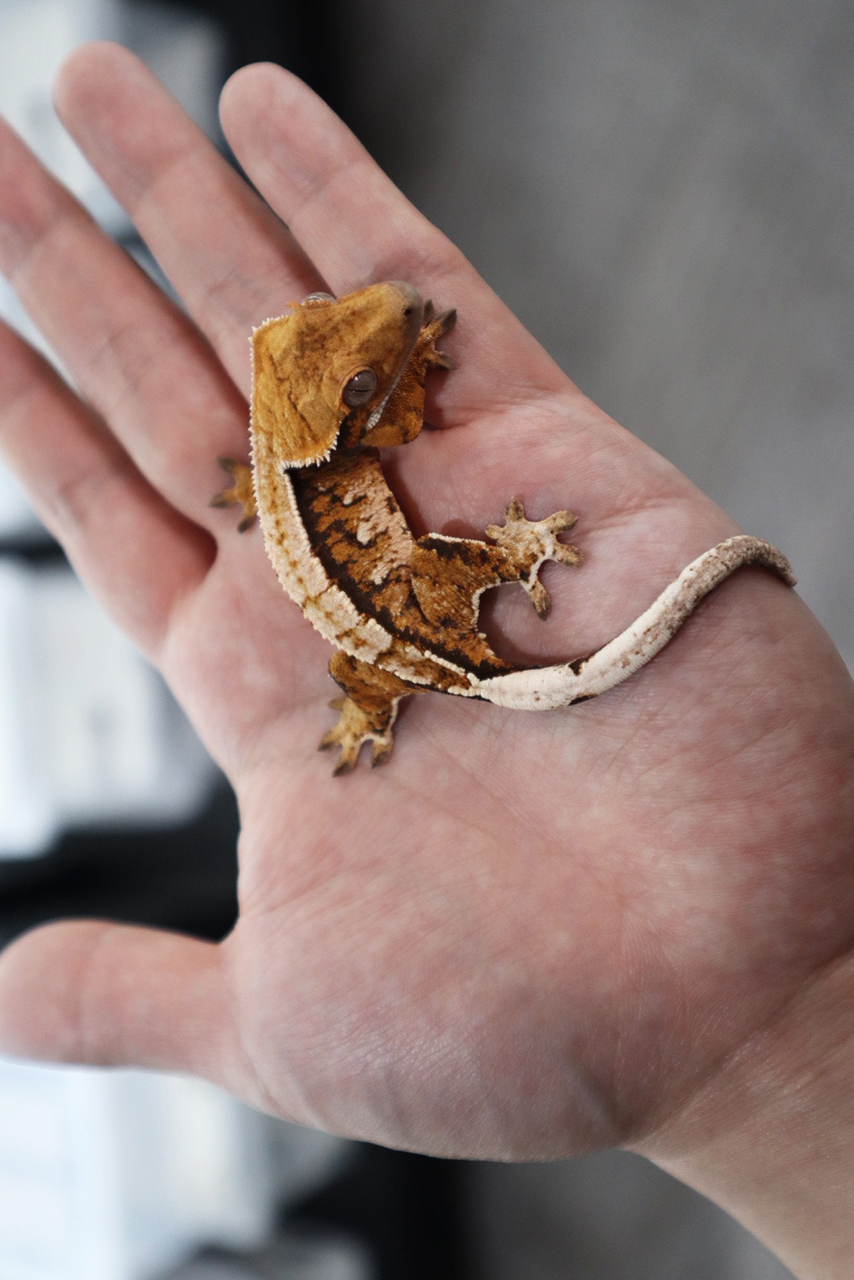 Tangerine Tri Extreme Harlequin White Porthole White Spot Normal