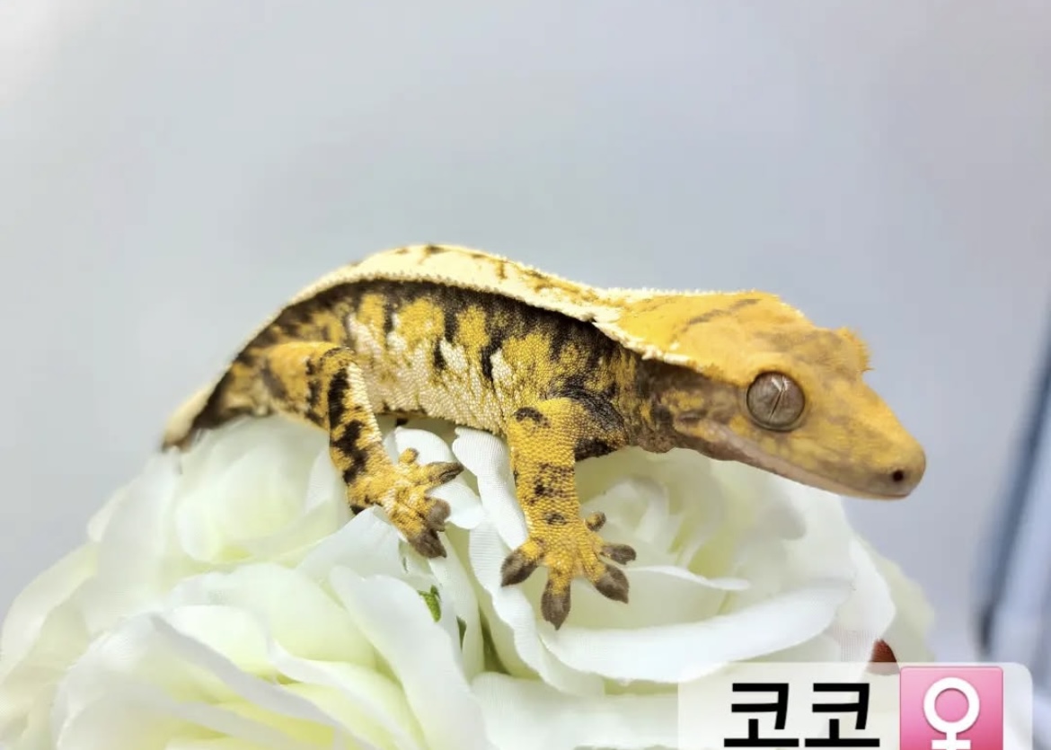 Tri Extreme Harlequin