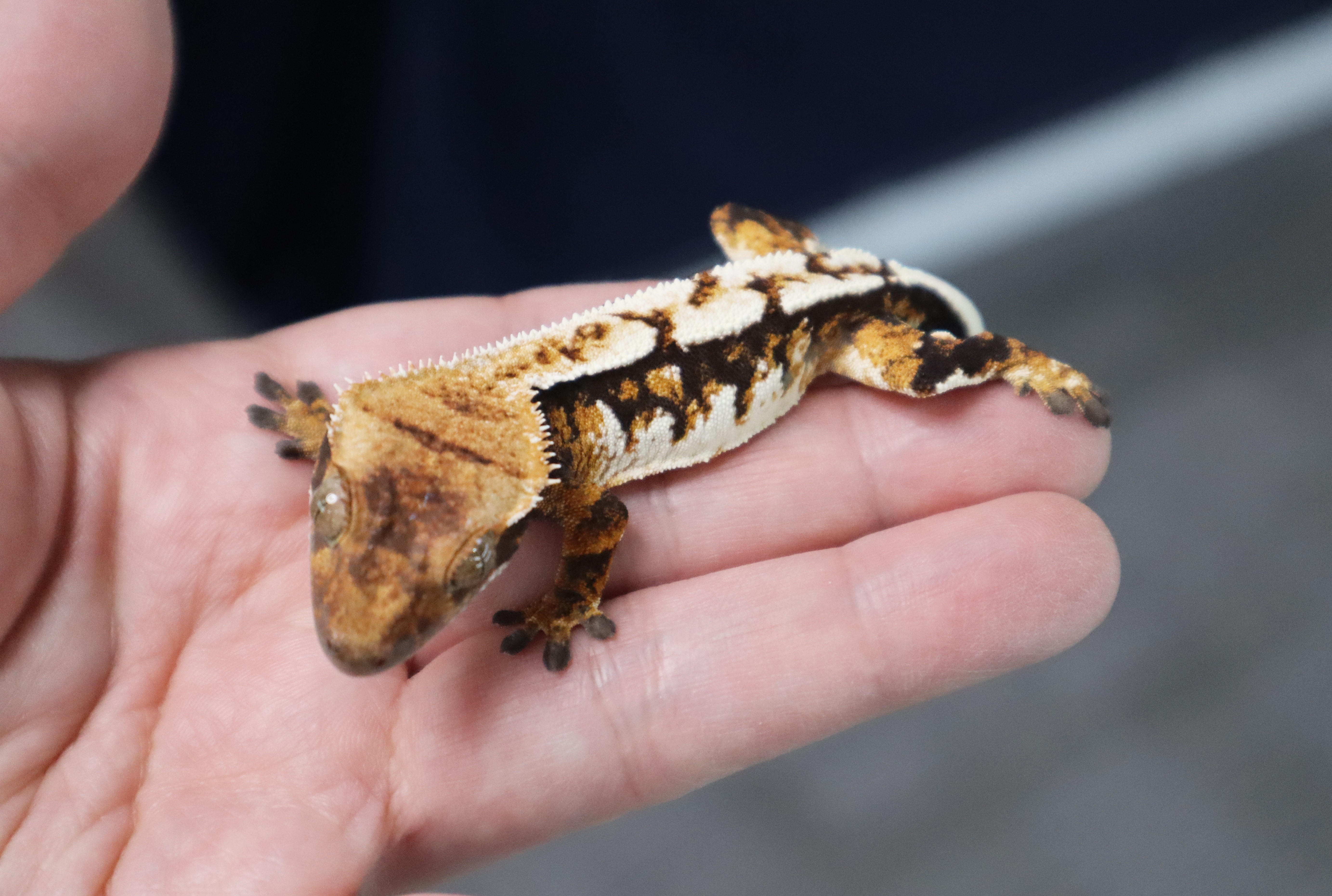 White Pin Tri Extreme Harlequin Normal