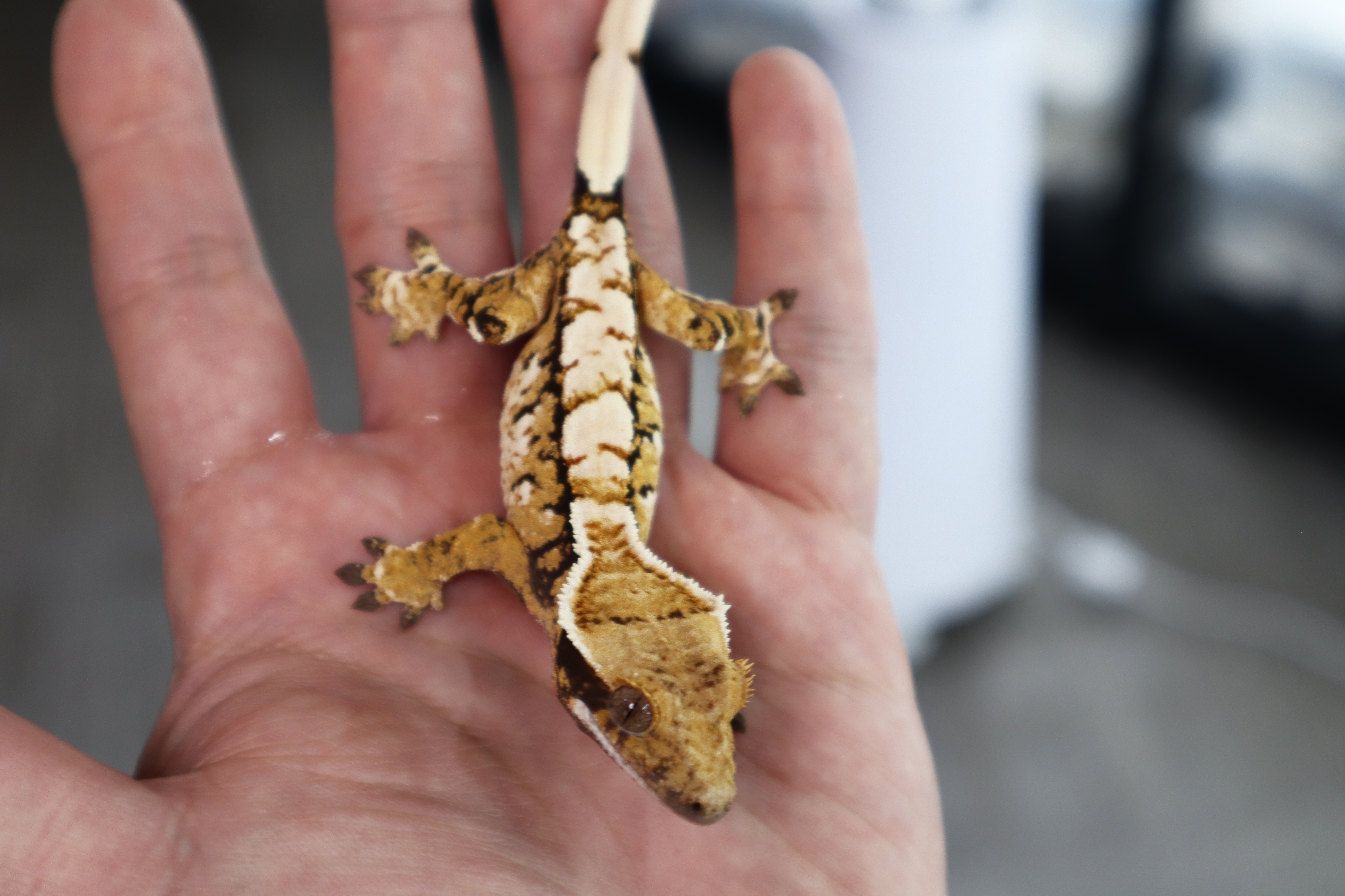 Tri Extreme Harlequin Normal Tangerine White Spot White Pin