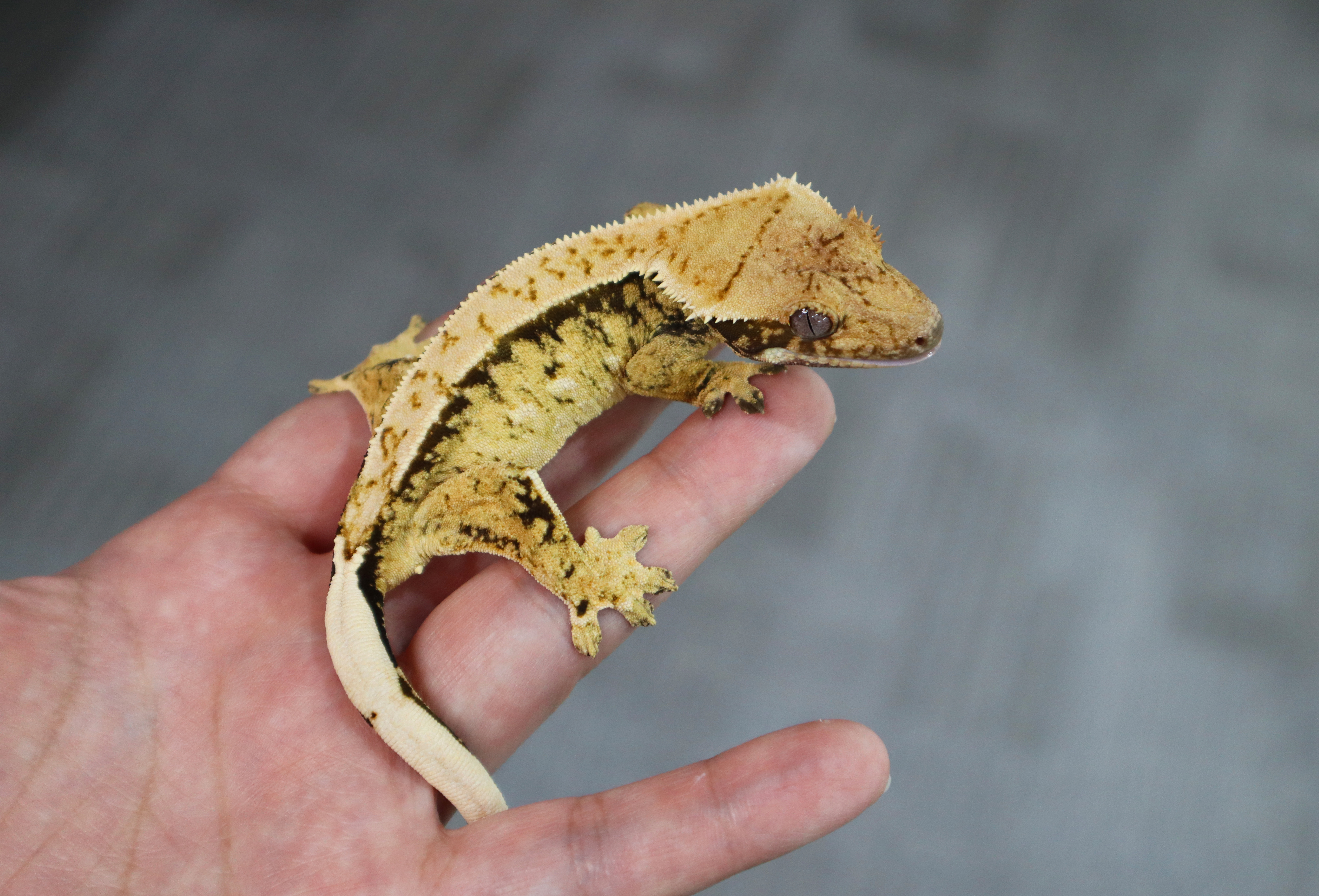 Normal Tri Extreme Harlequin Lazy