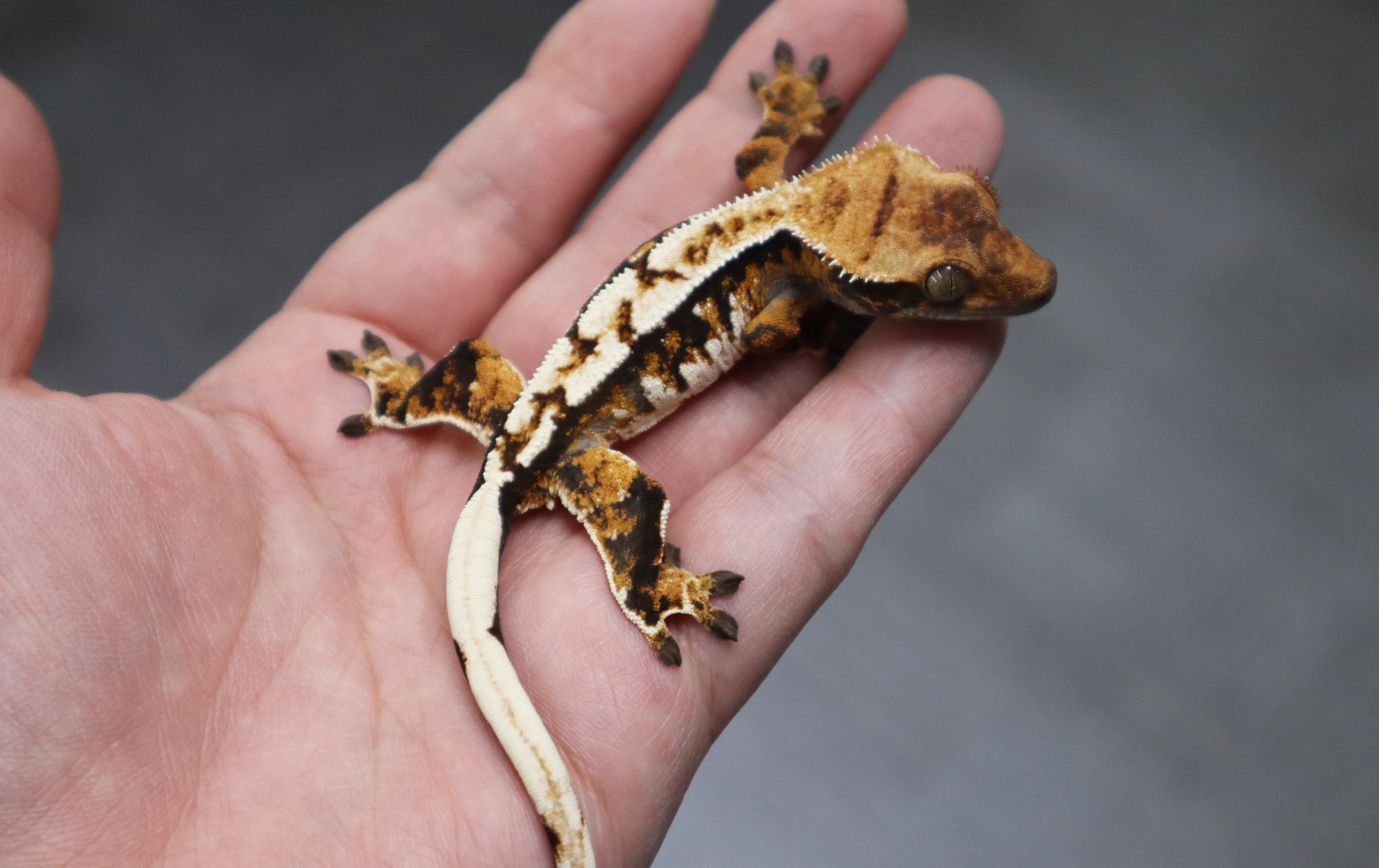 White Pin Tri Extreme Harlequin Normal