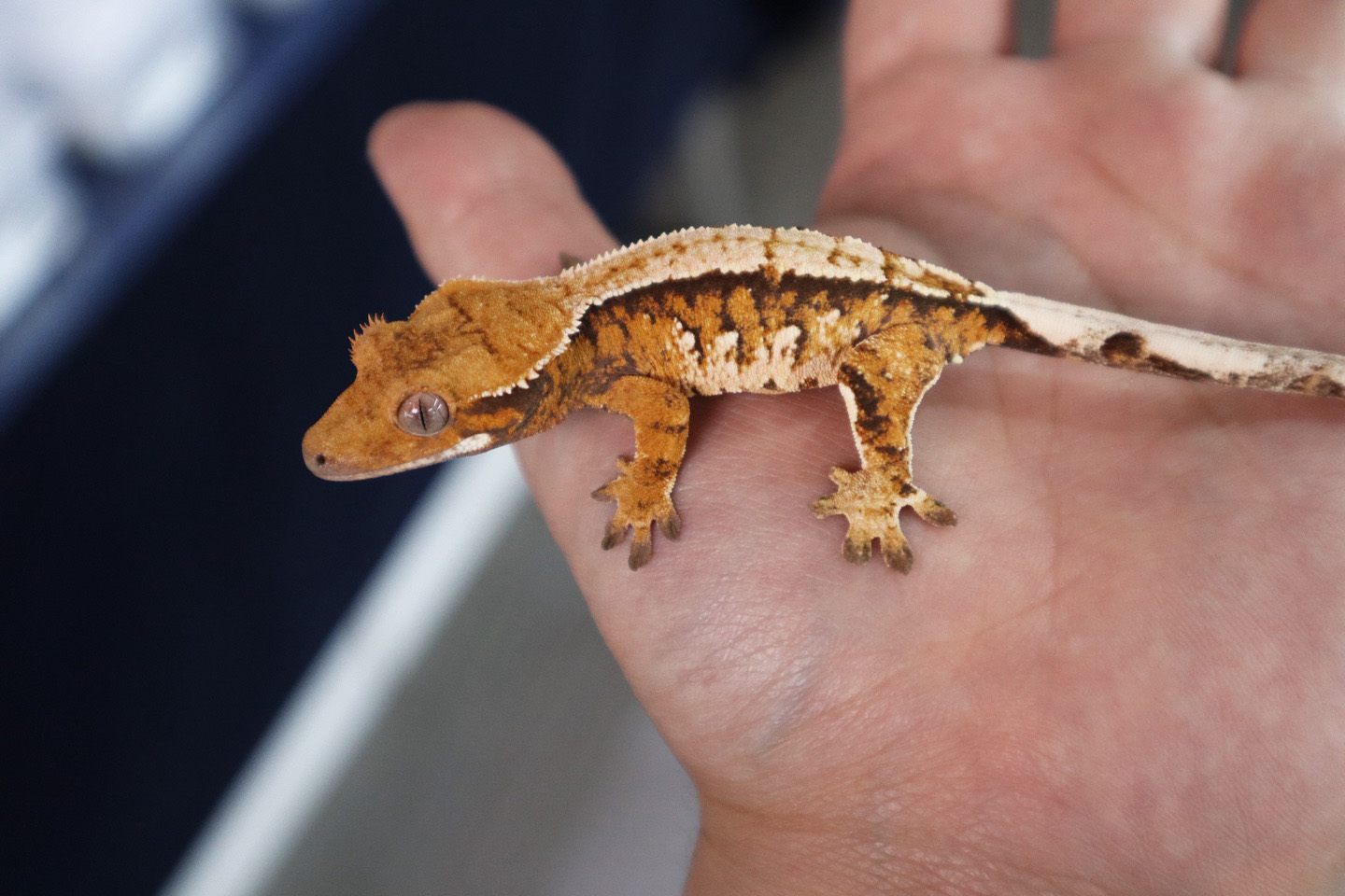 Tangerine Tri Extreme Harlequin White Porthole White Spot Normal