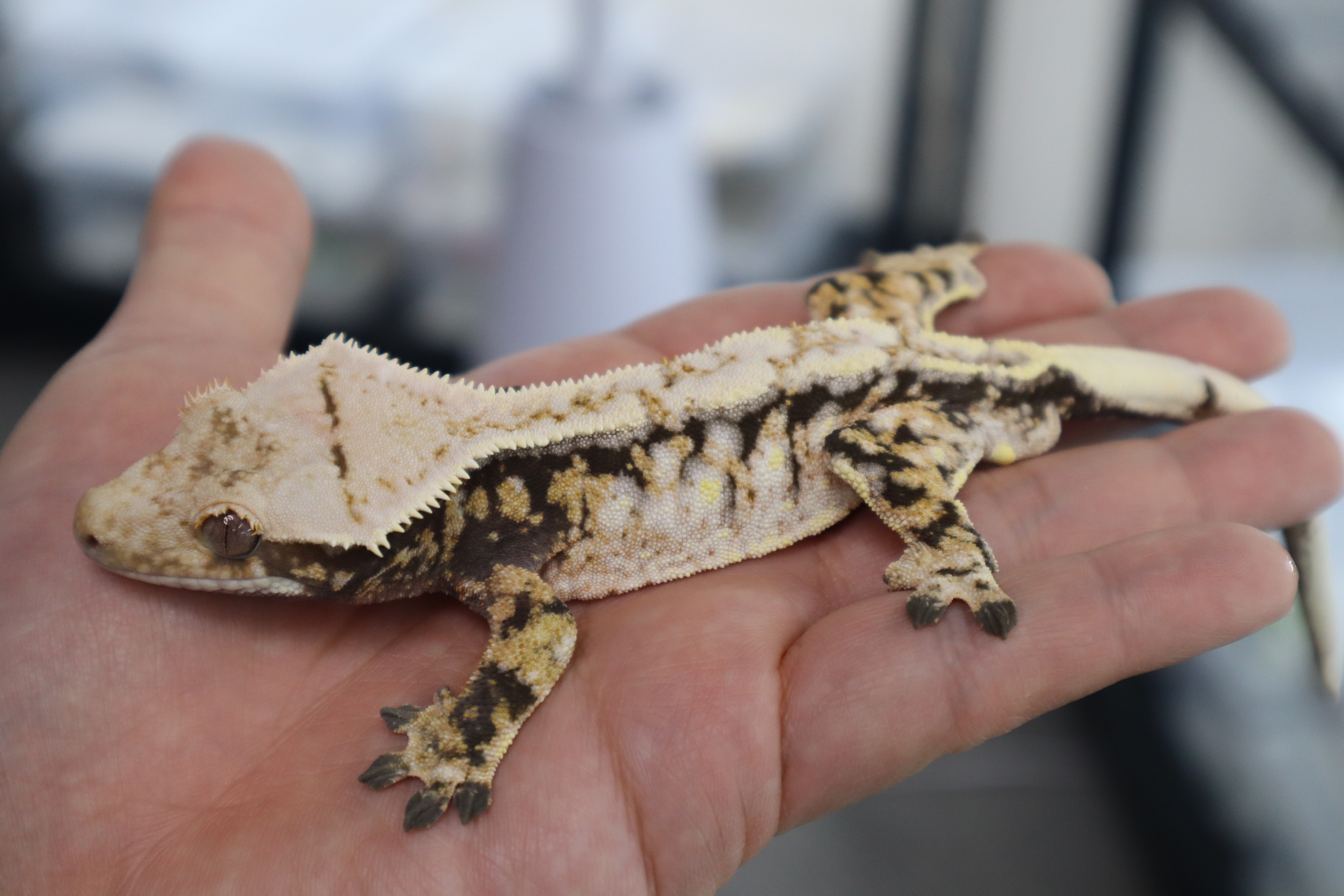 Extreme Harlequin Drippy White Spot Normal Tri