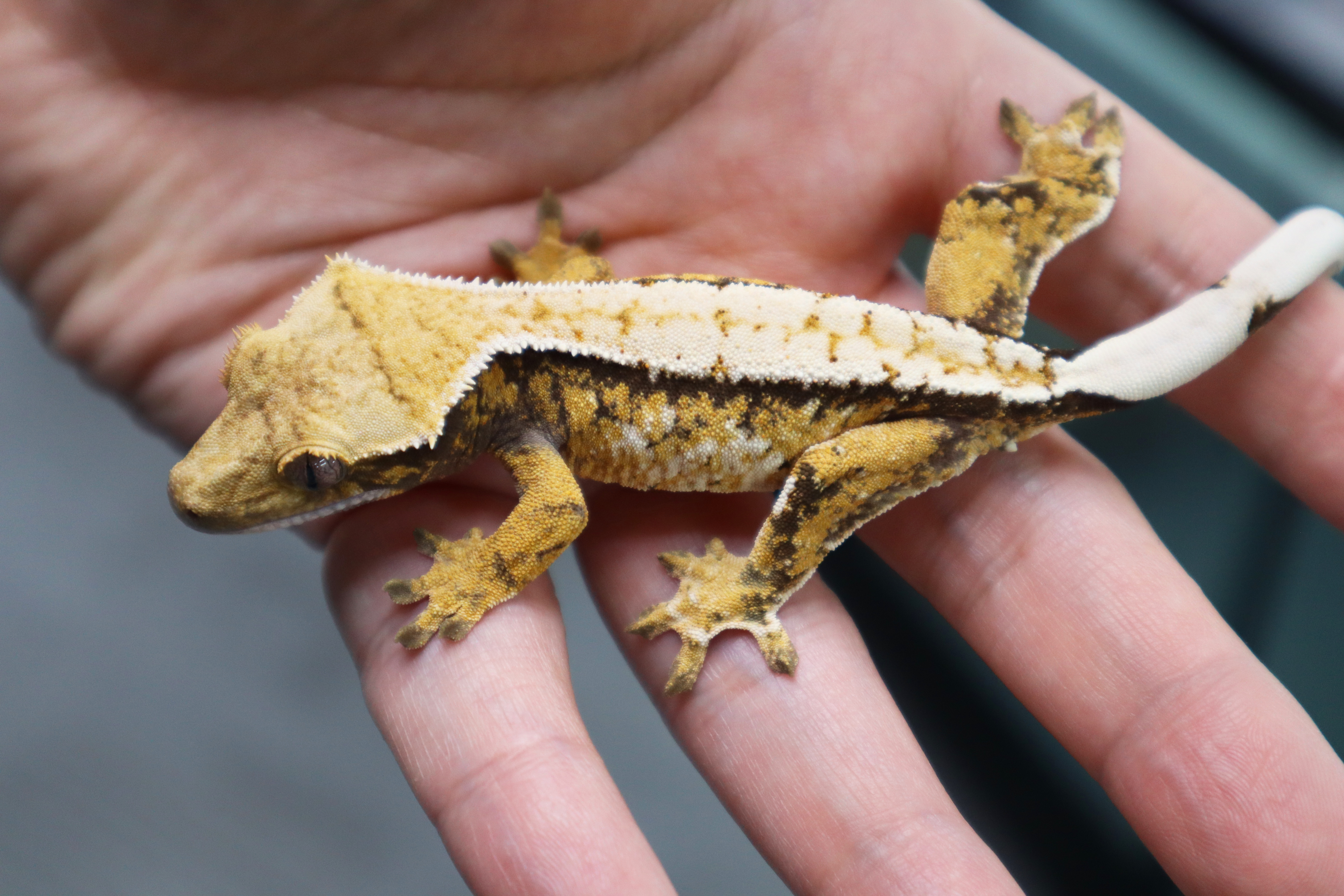 Normal Extreme Harlequin Tri White Spot White Pin