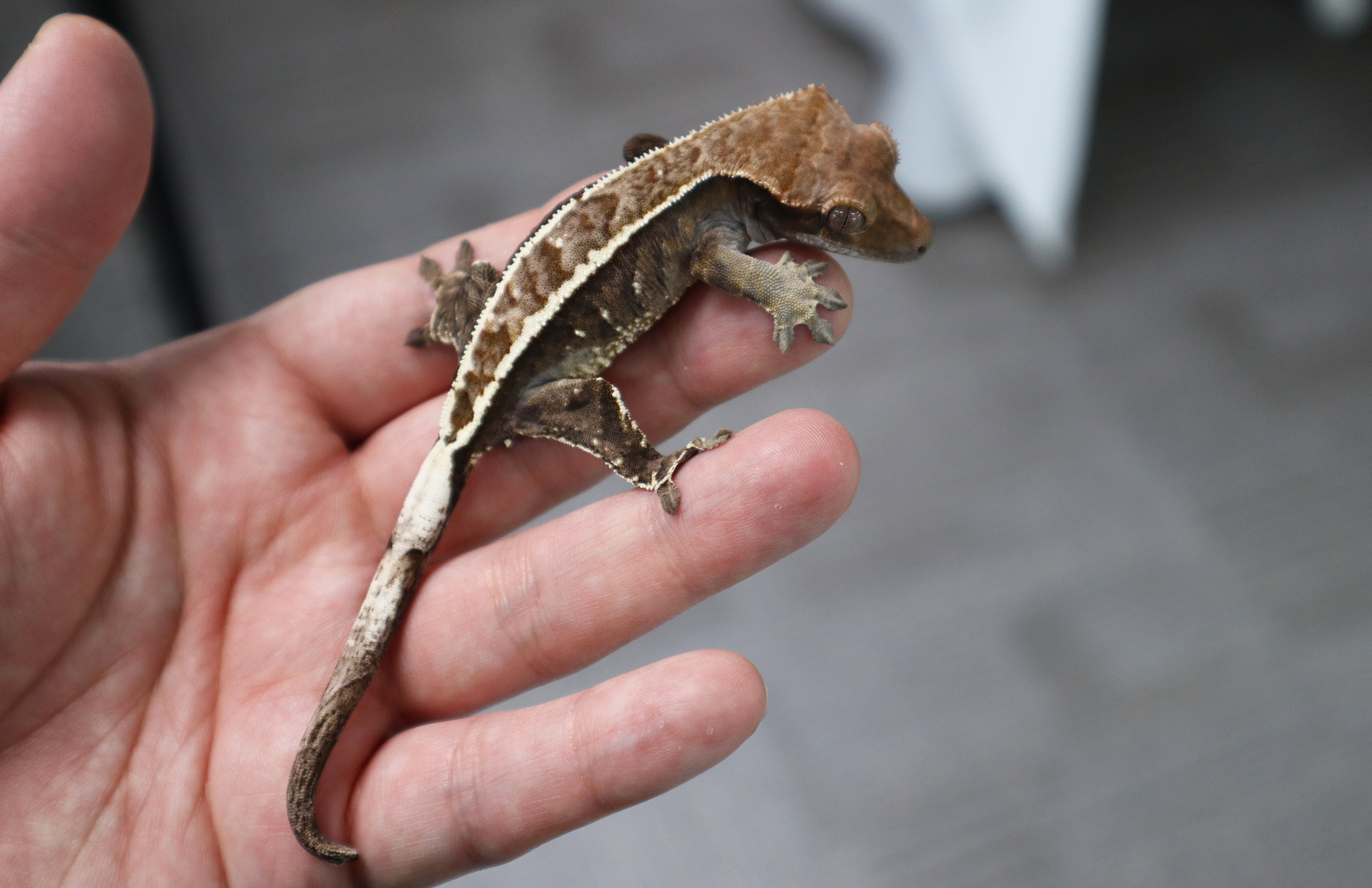 Tri Cappuccino White Pin