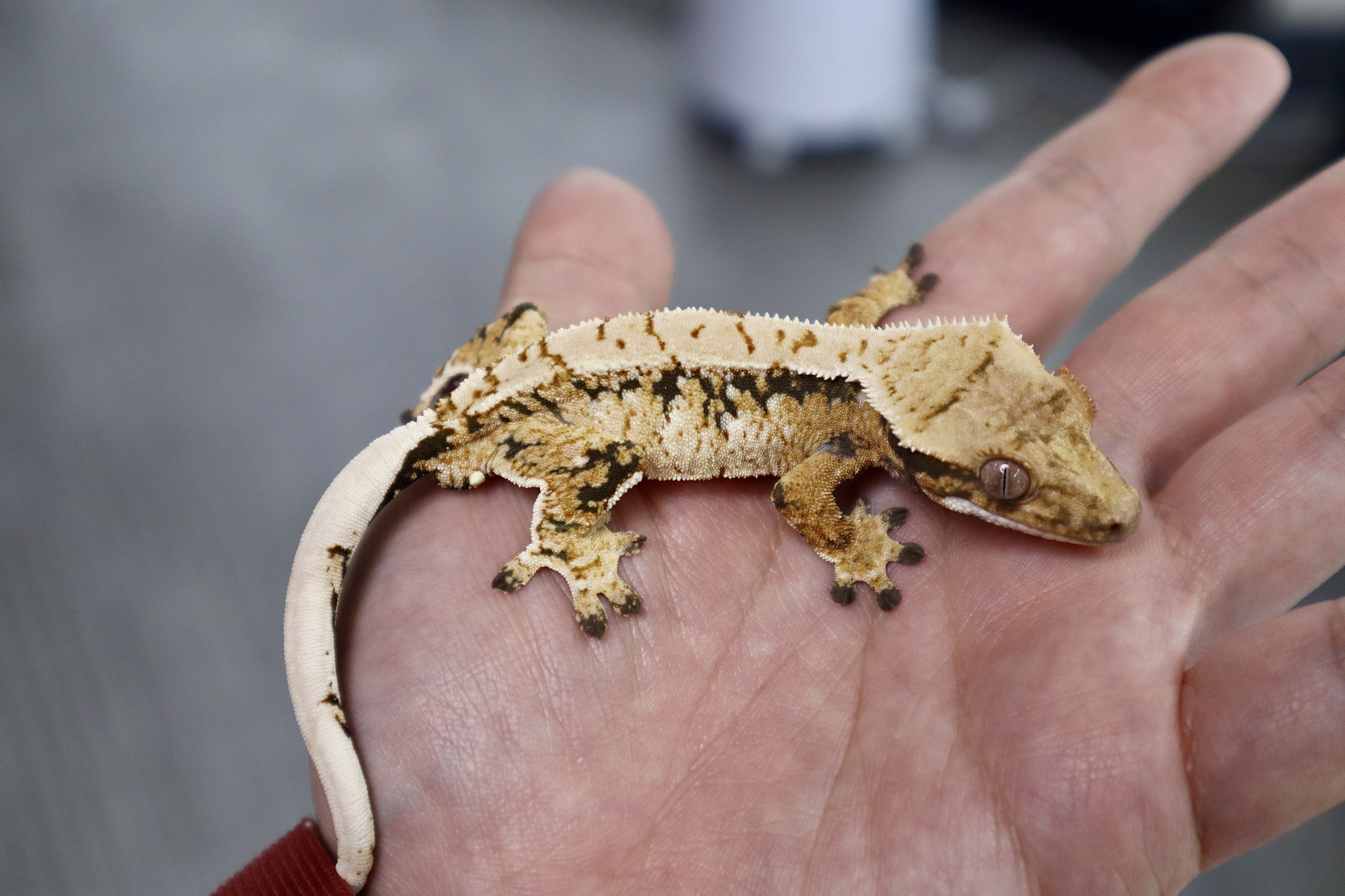 Extreme Harlequin Tri Normal Drippy White Spot