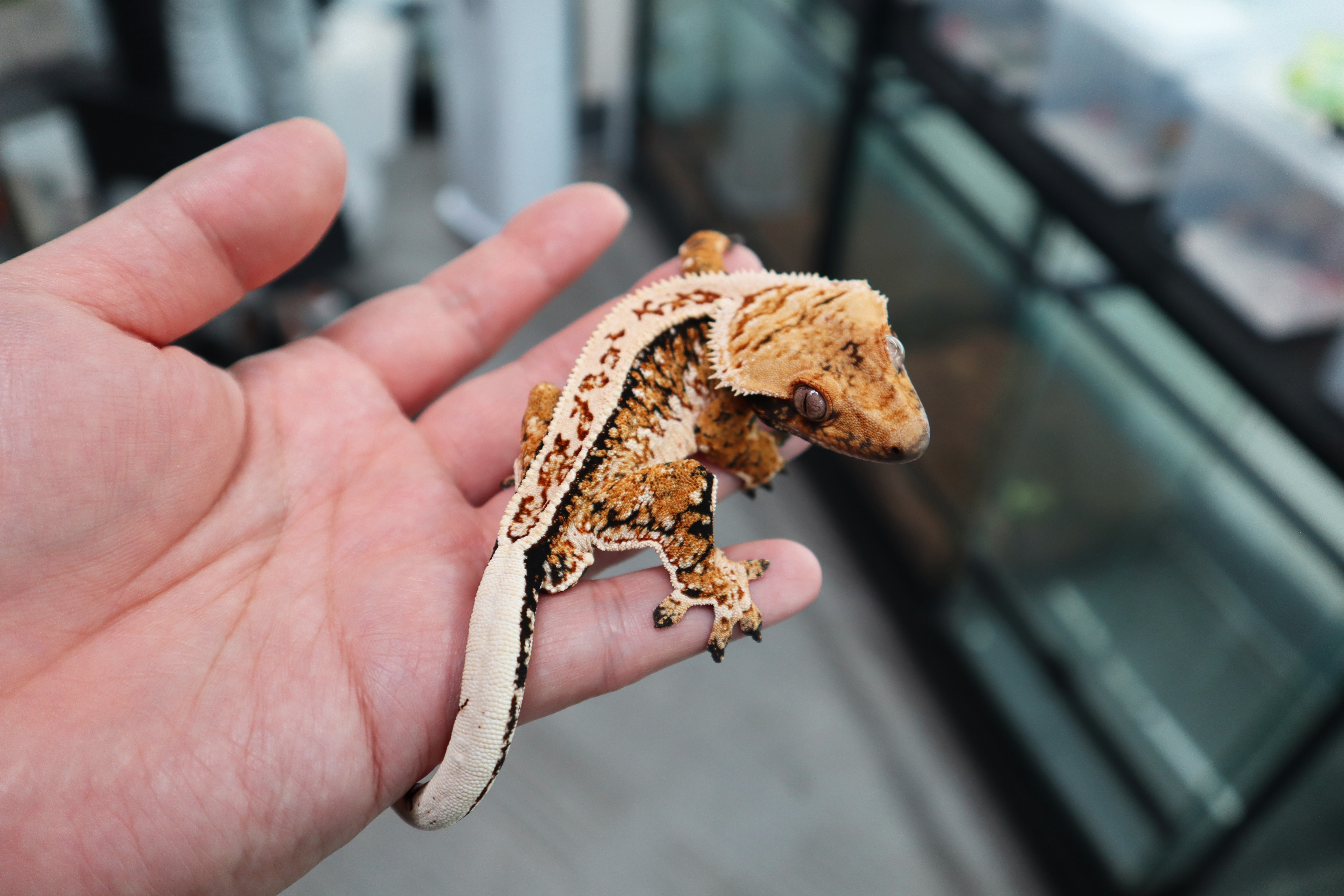 Tri Extreme Harlequin