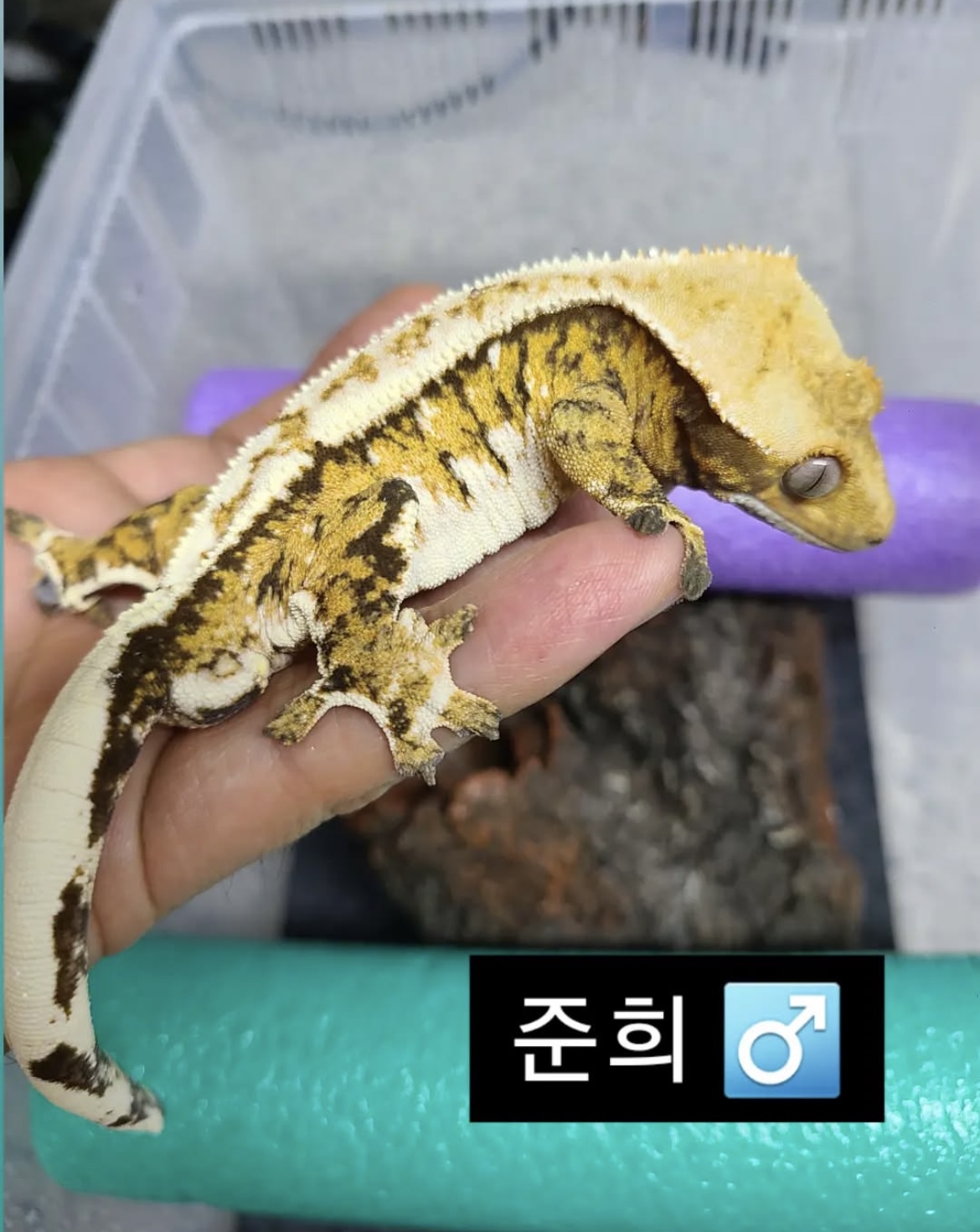 Tri Extreme Harlequin