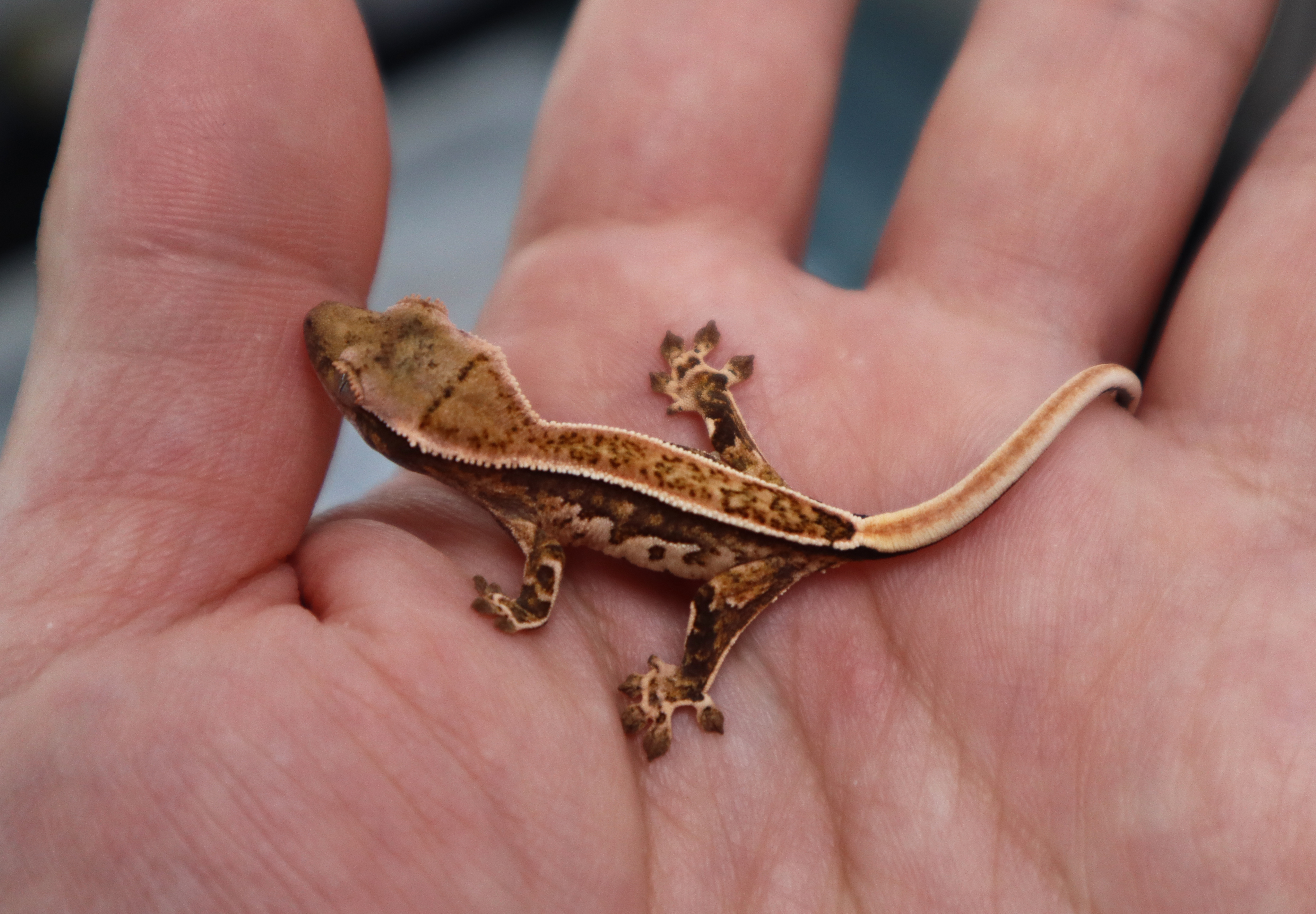 Quad Pinstripe Tri White Pin White Spot Normal