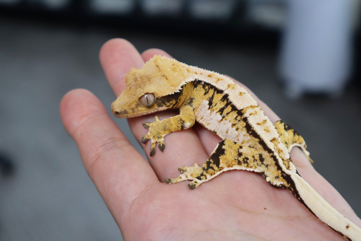 Tri Extreme Harlequin White Spot White Porthole