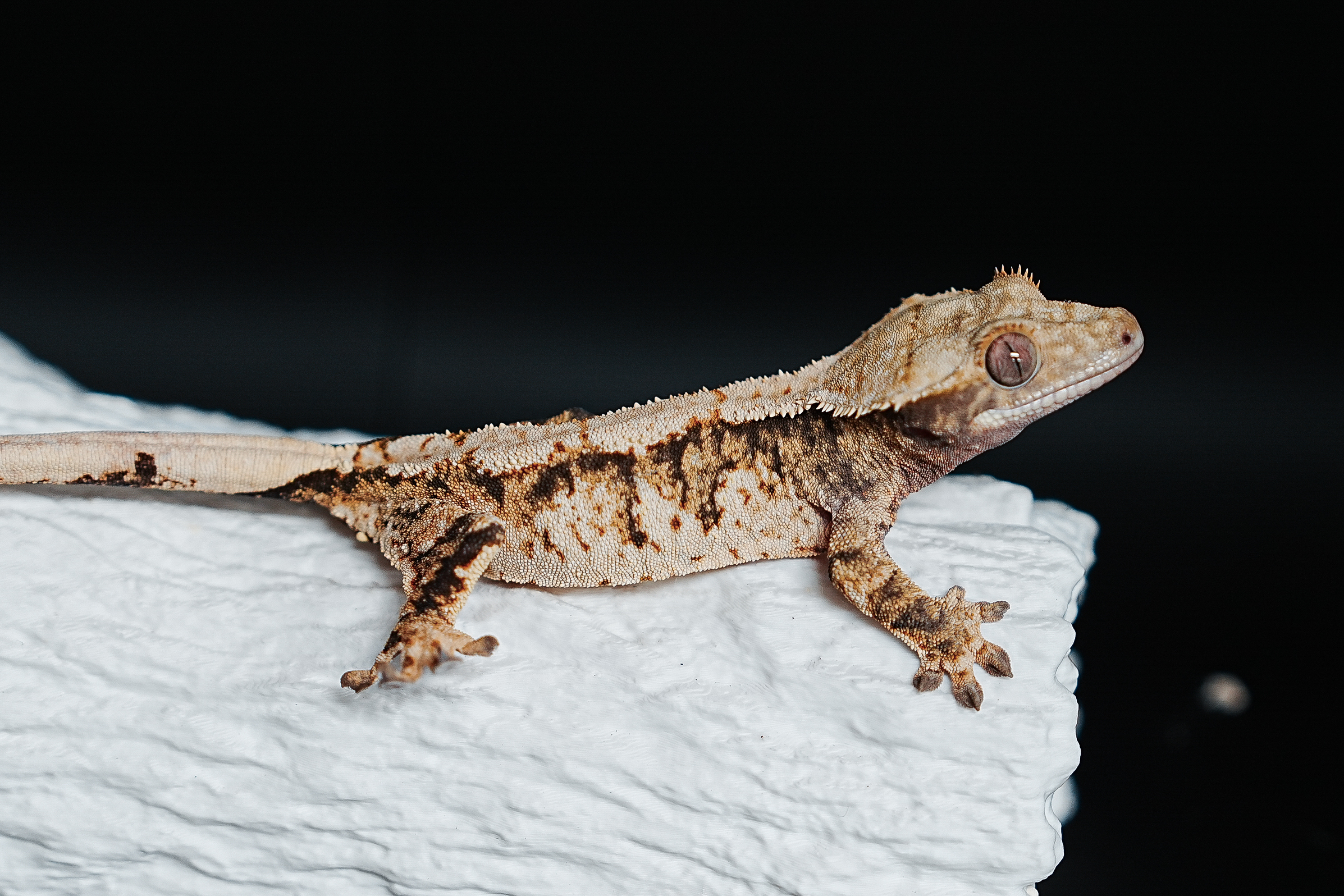 Tri Extreme Harlequin