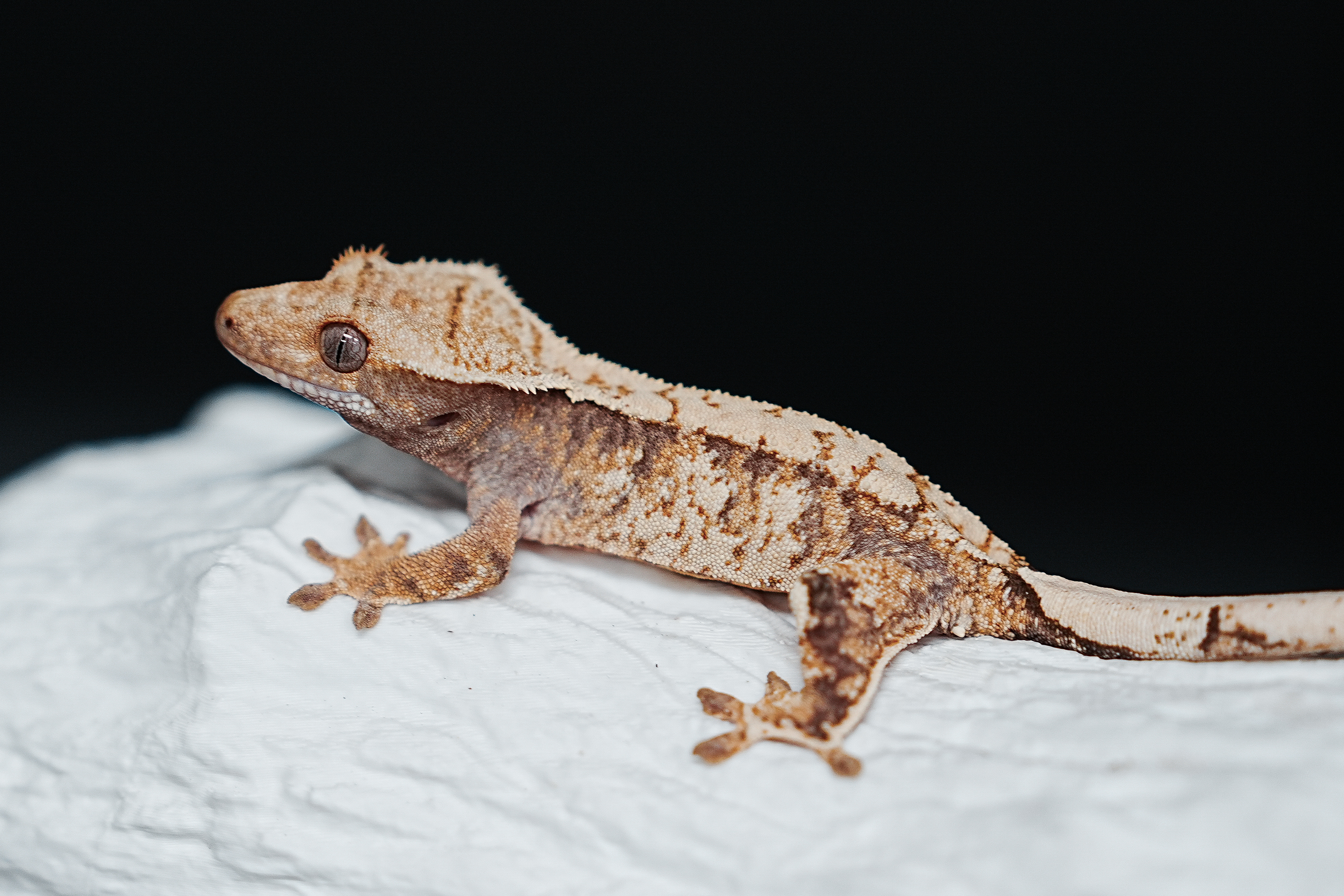 Tri Extreme Harlequin