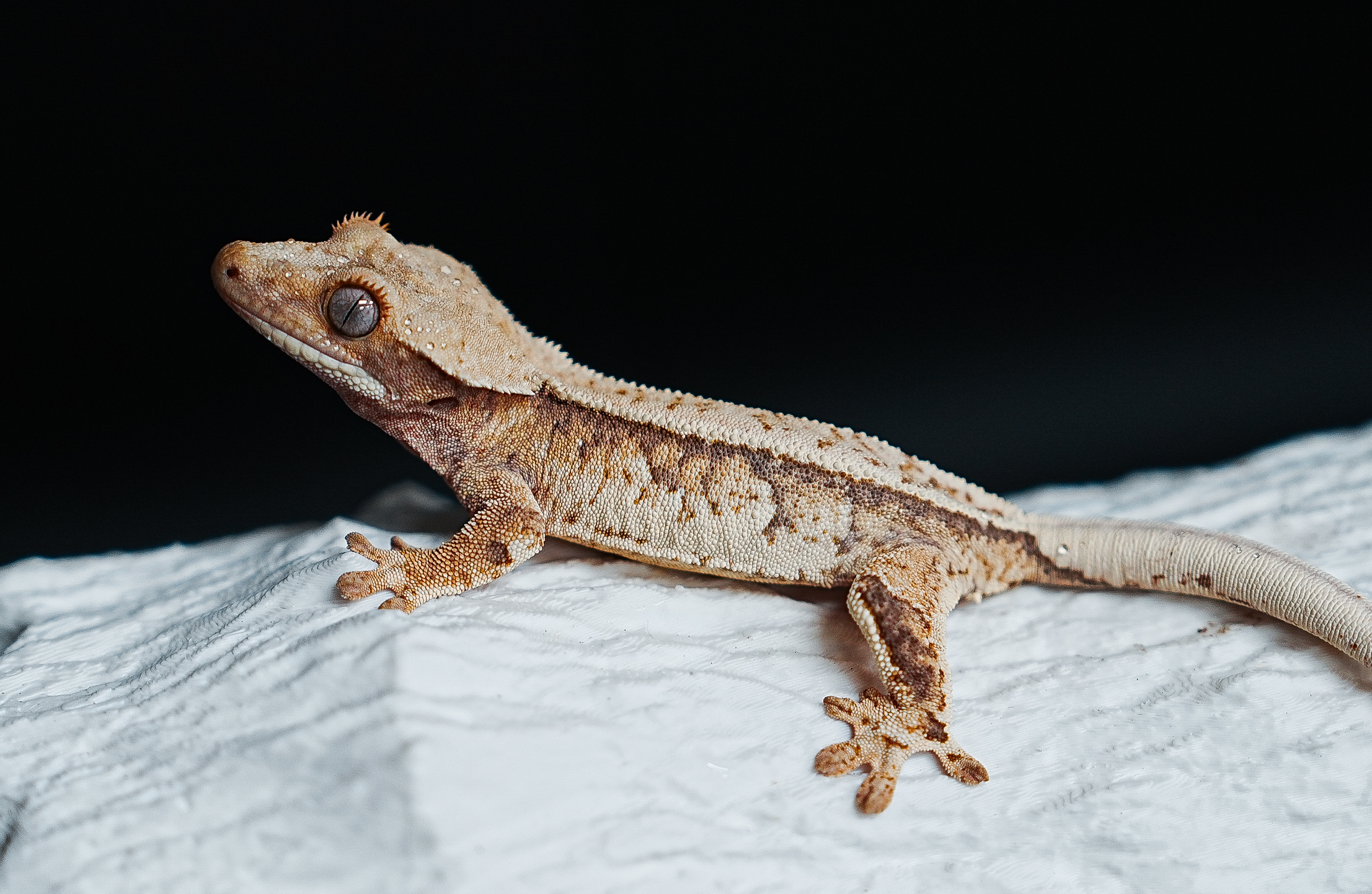 Tri Extreme Harlequin