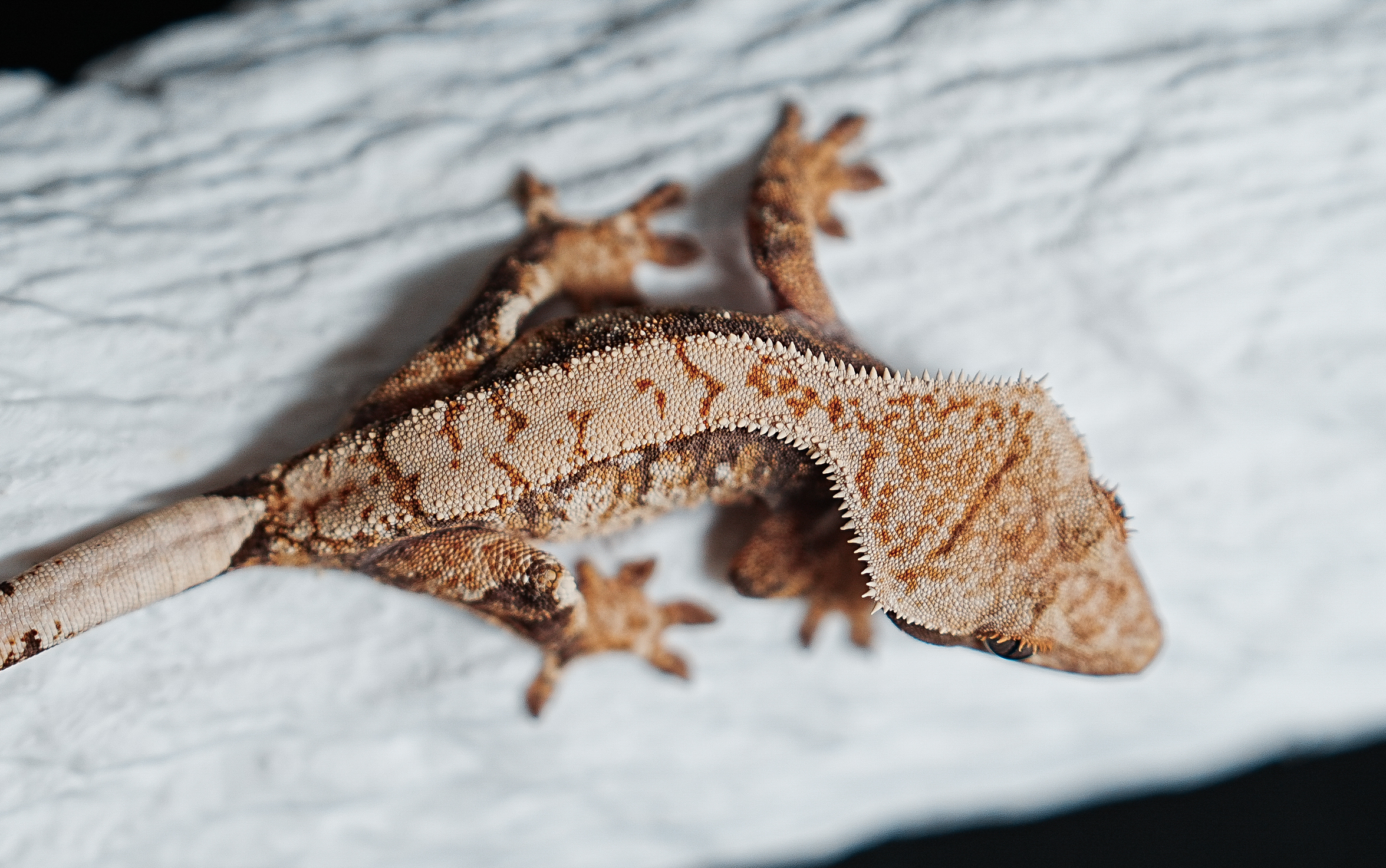 Tri Extreme Harlequin