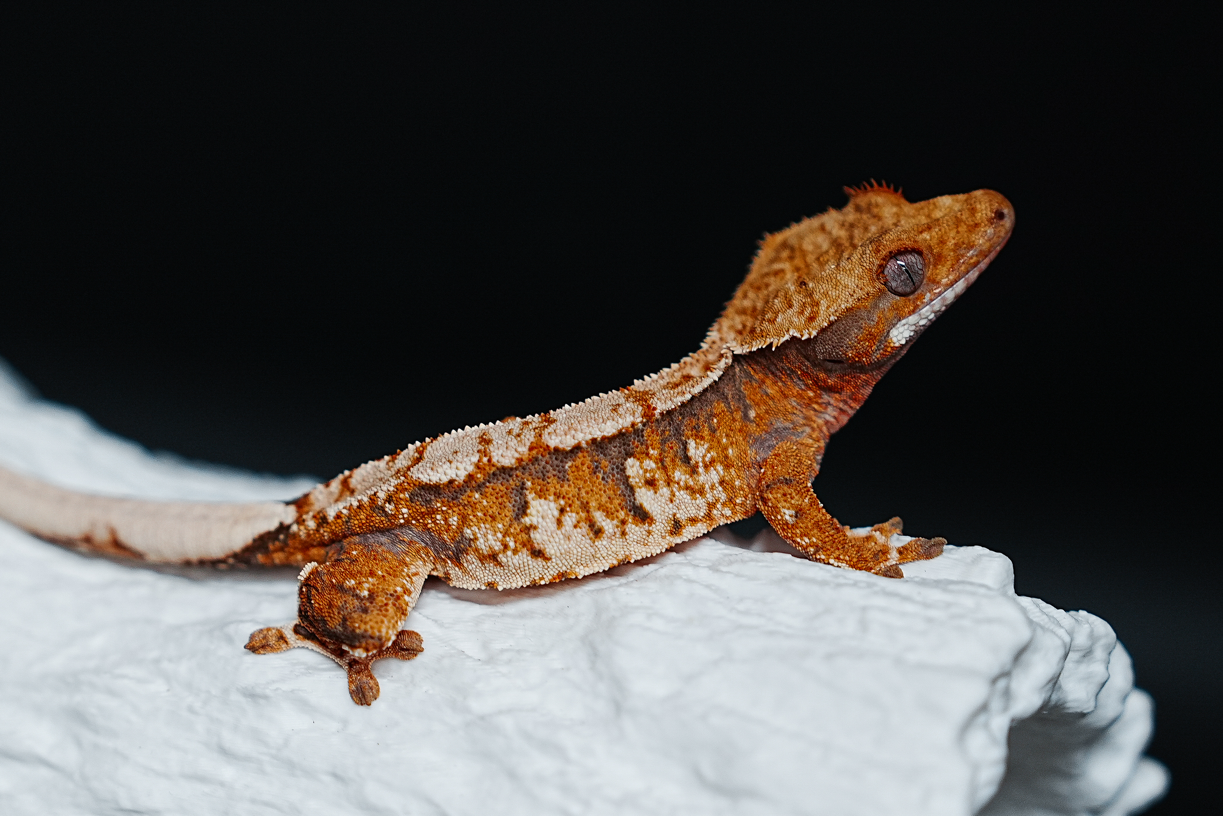 Tri Extreme Harlequin