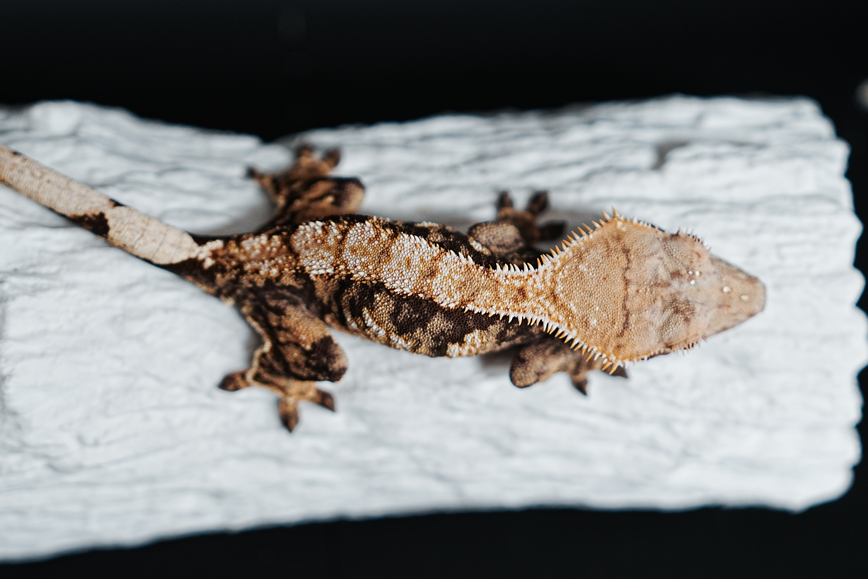 Tri Extreme Harlequin