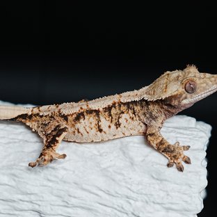 Tri Extreme Harlequin