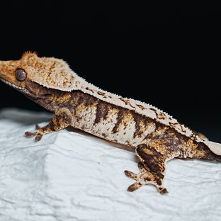 Tri Extreme Harlequin