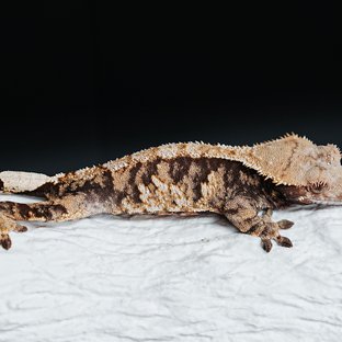 Tri Extreme Harlequin