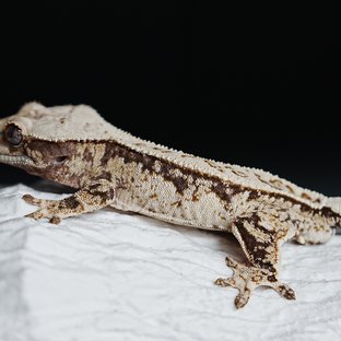 Full Pinstripe Tri Extreme Harlequin