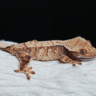 Tri Extreme Harlequin