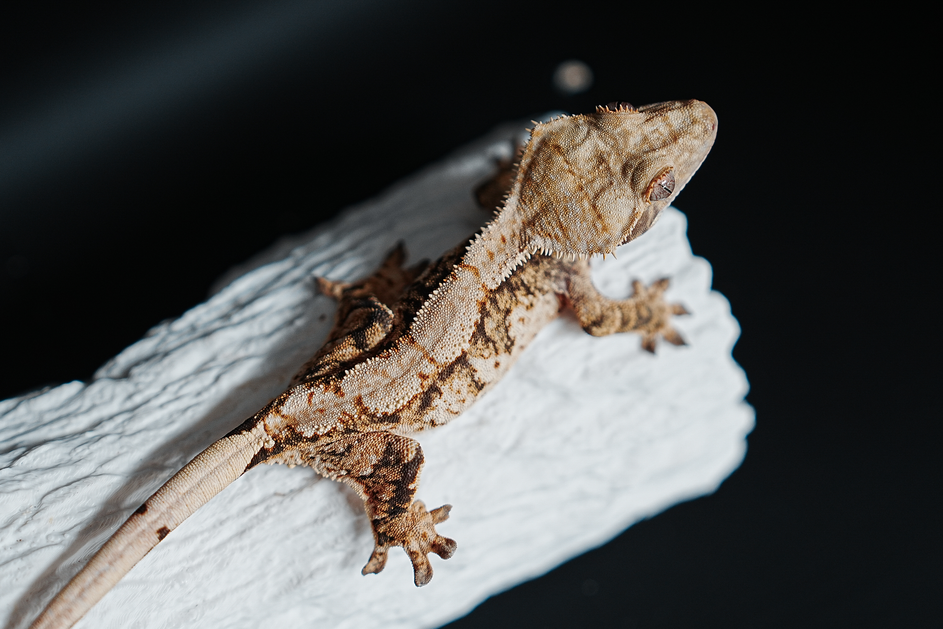 Tri Extreme Harlequin